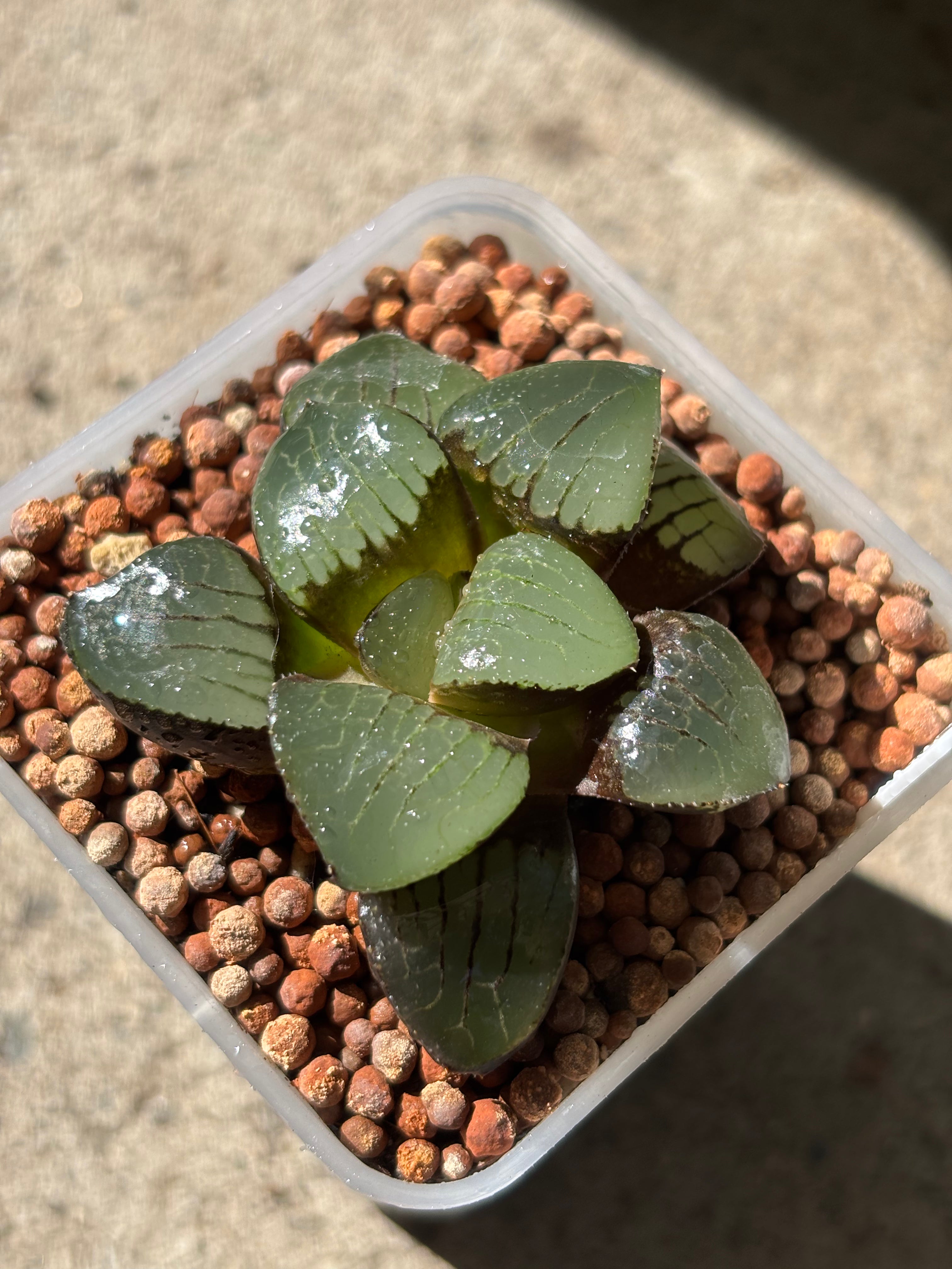 Haworthia Emlyae series (1)