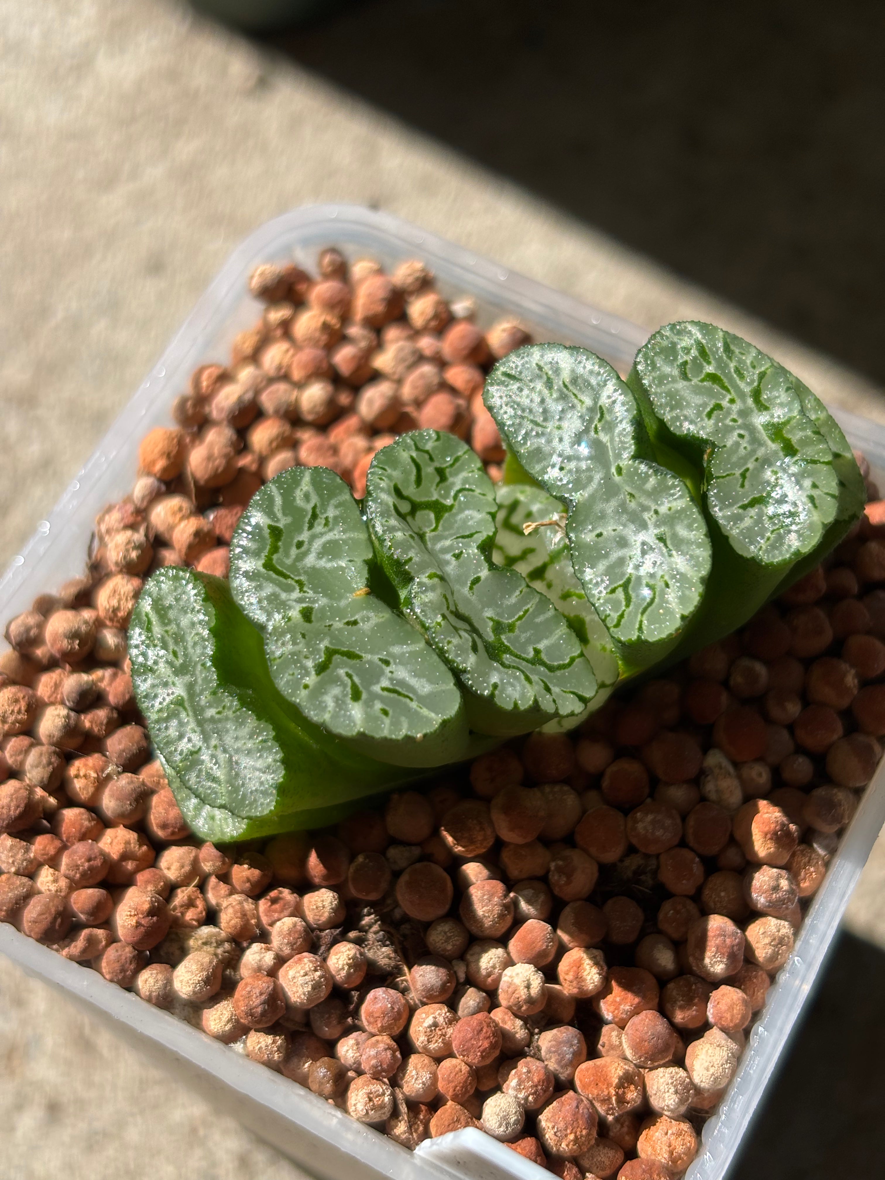 Haworthia Truncata Gu Hime