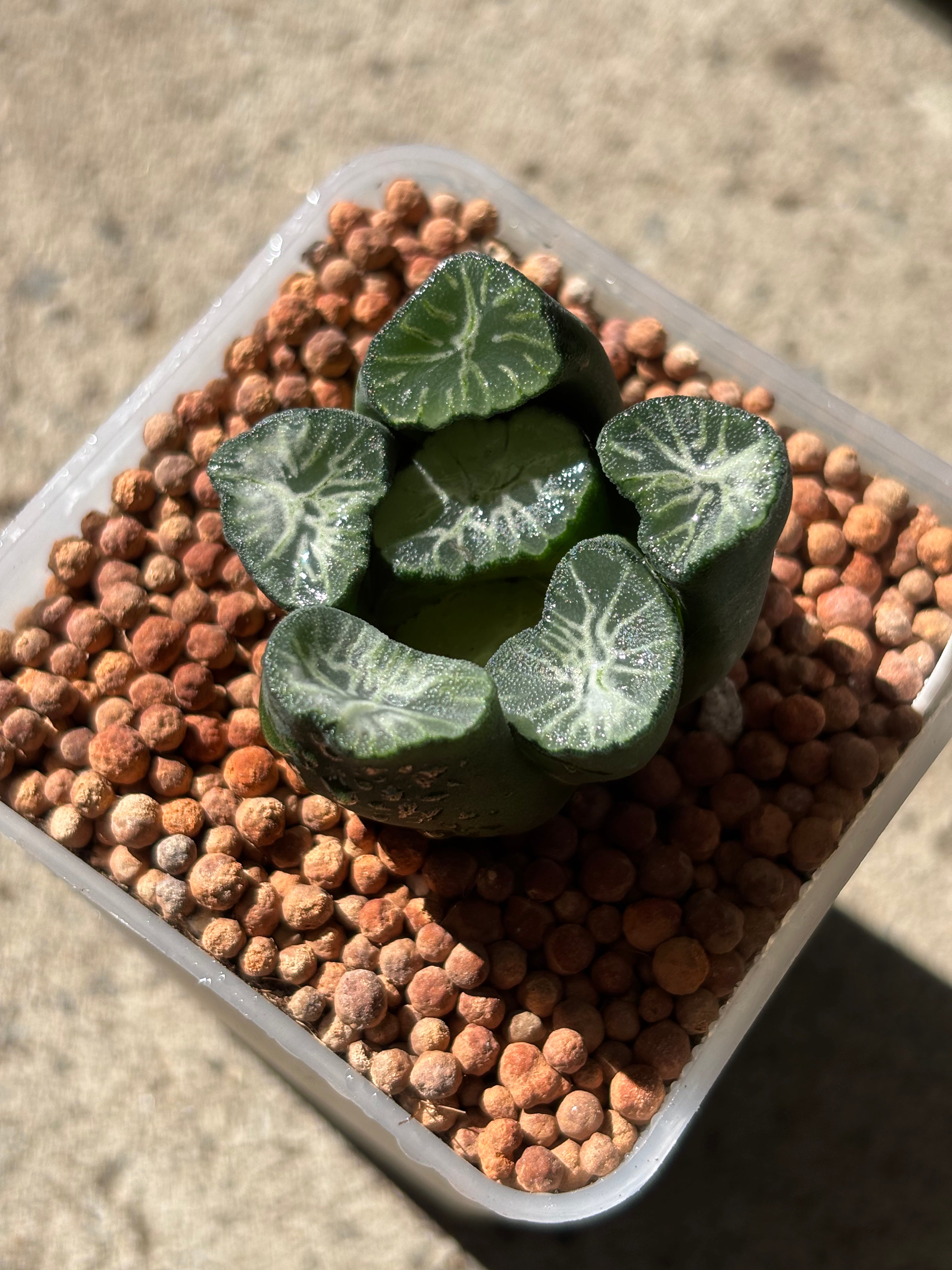 Haworthia Maughanii ‘Shirotae’