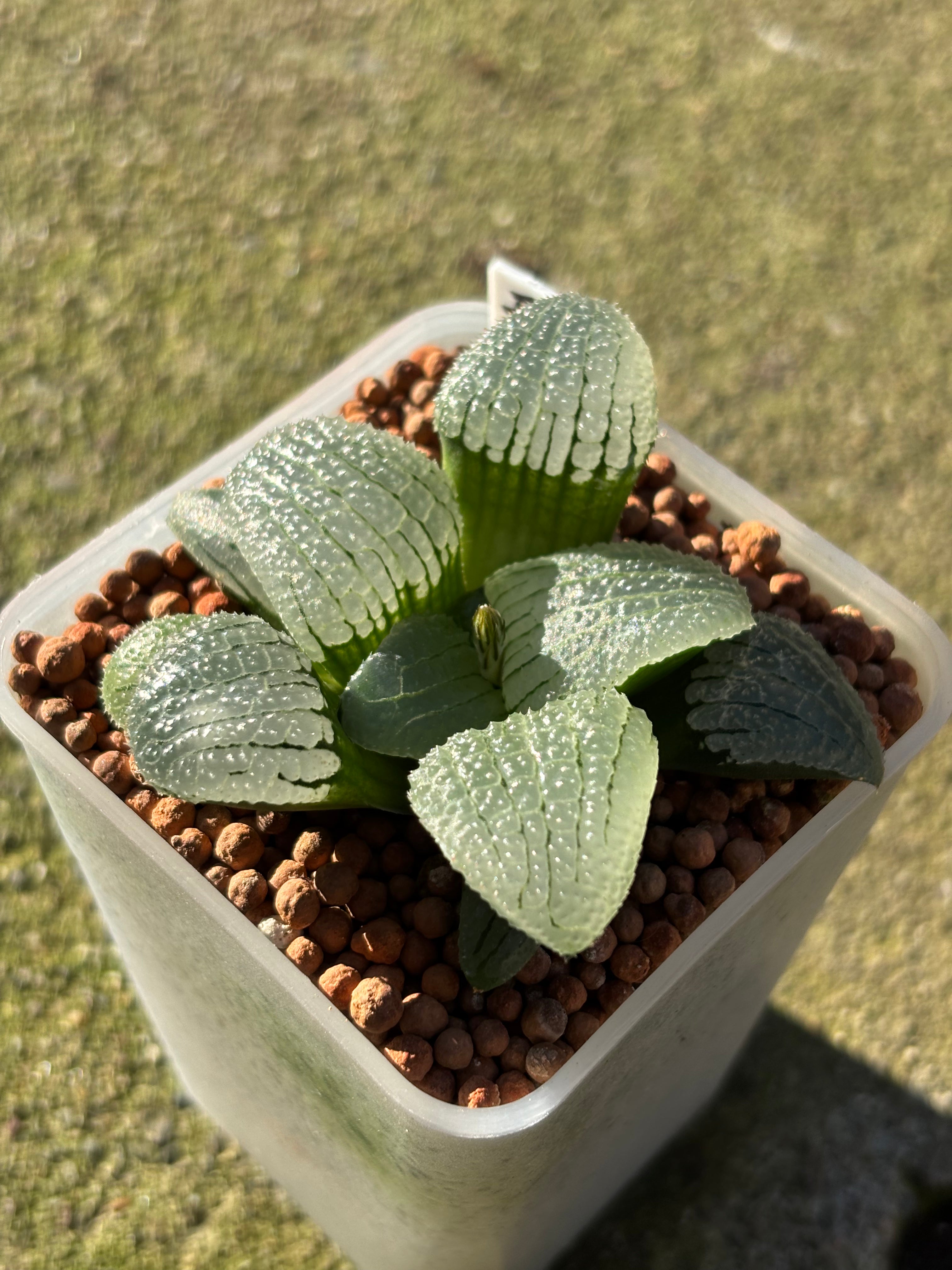 Haworthia Emlyae series (2)