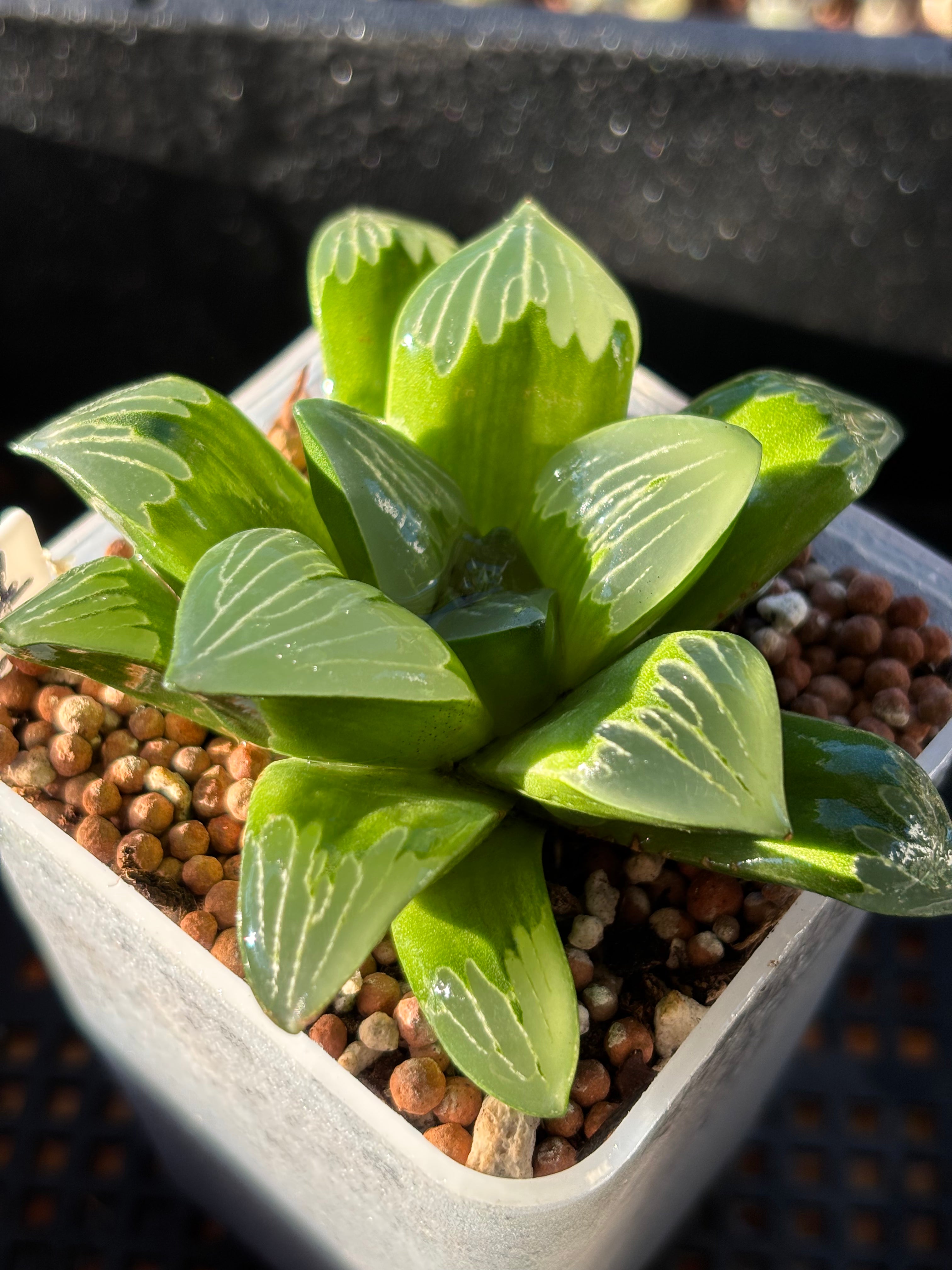 Haworthia Emlyae series (2)