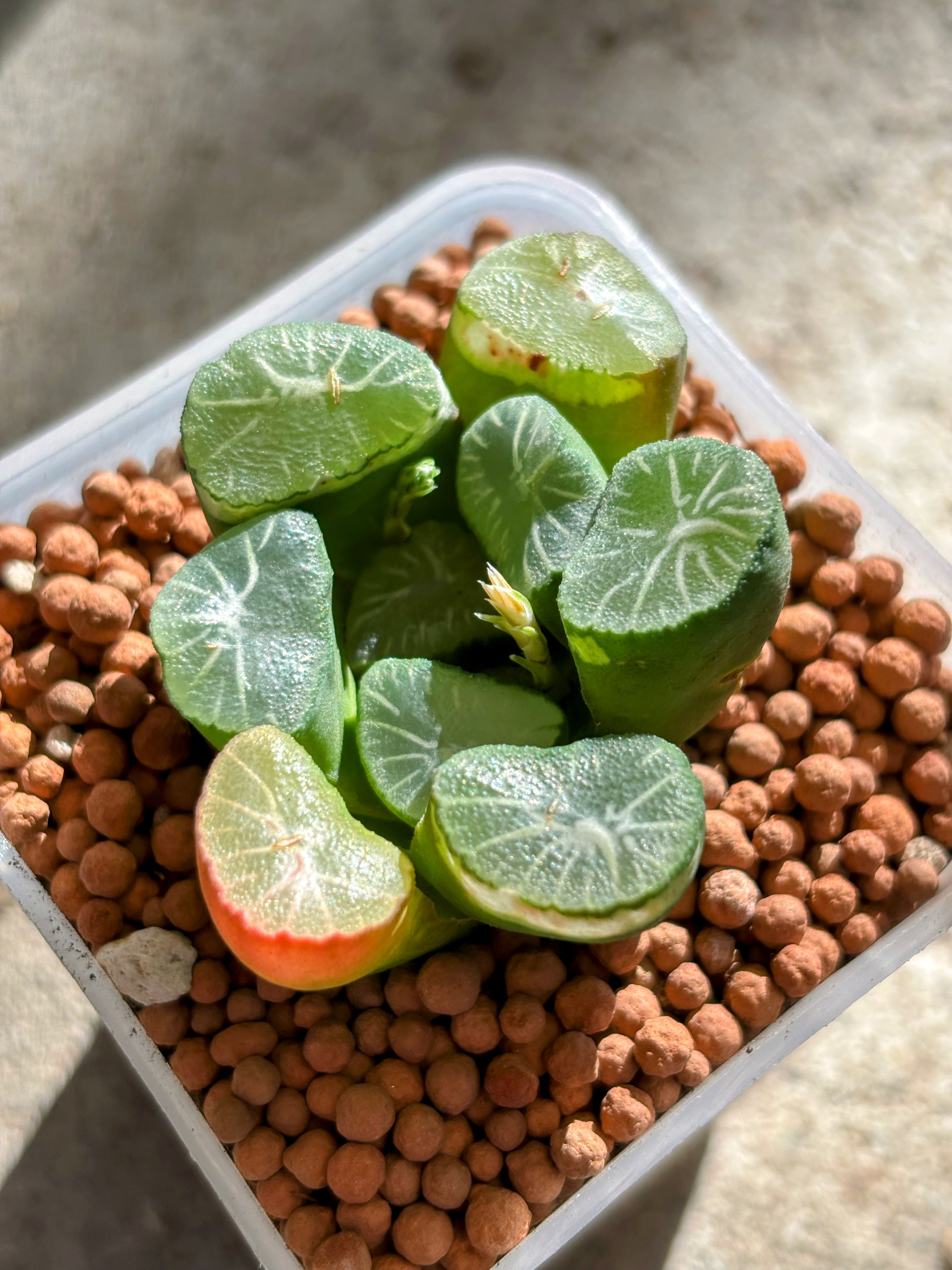 Haworthia Maughanii ‘Shirotae’