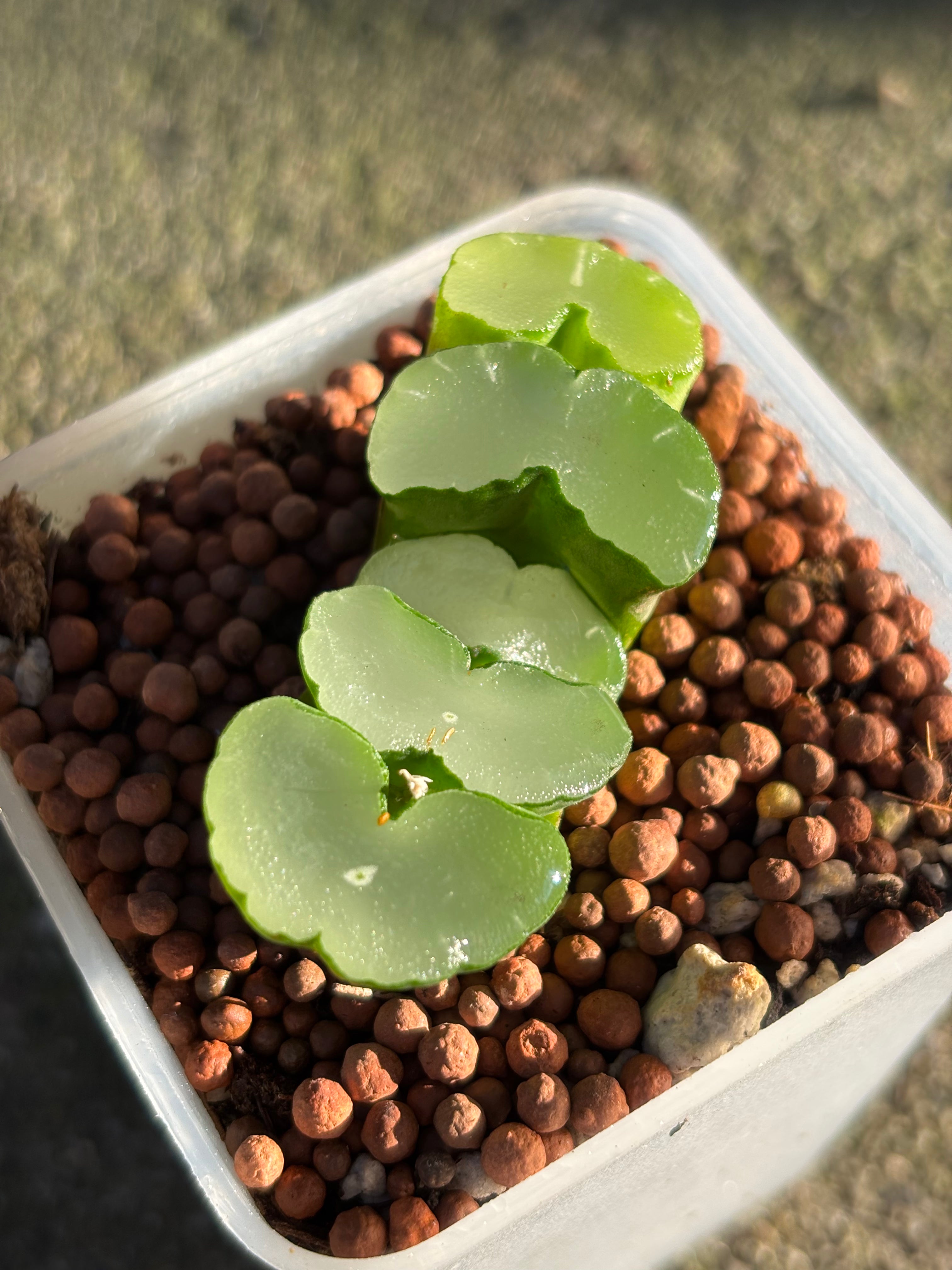 Haworthia Truncata ‘Okubo’ (Okubo Lens)