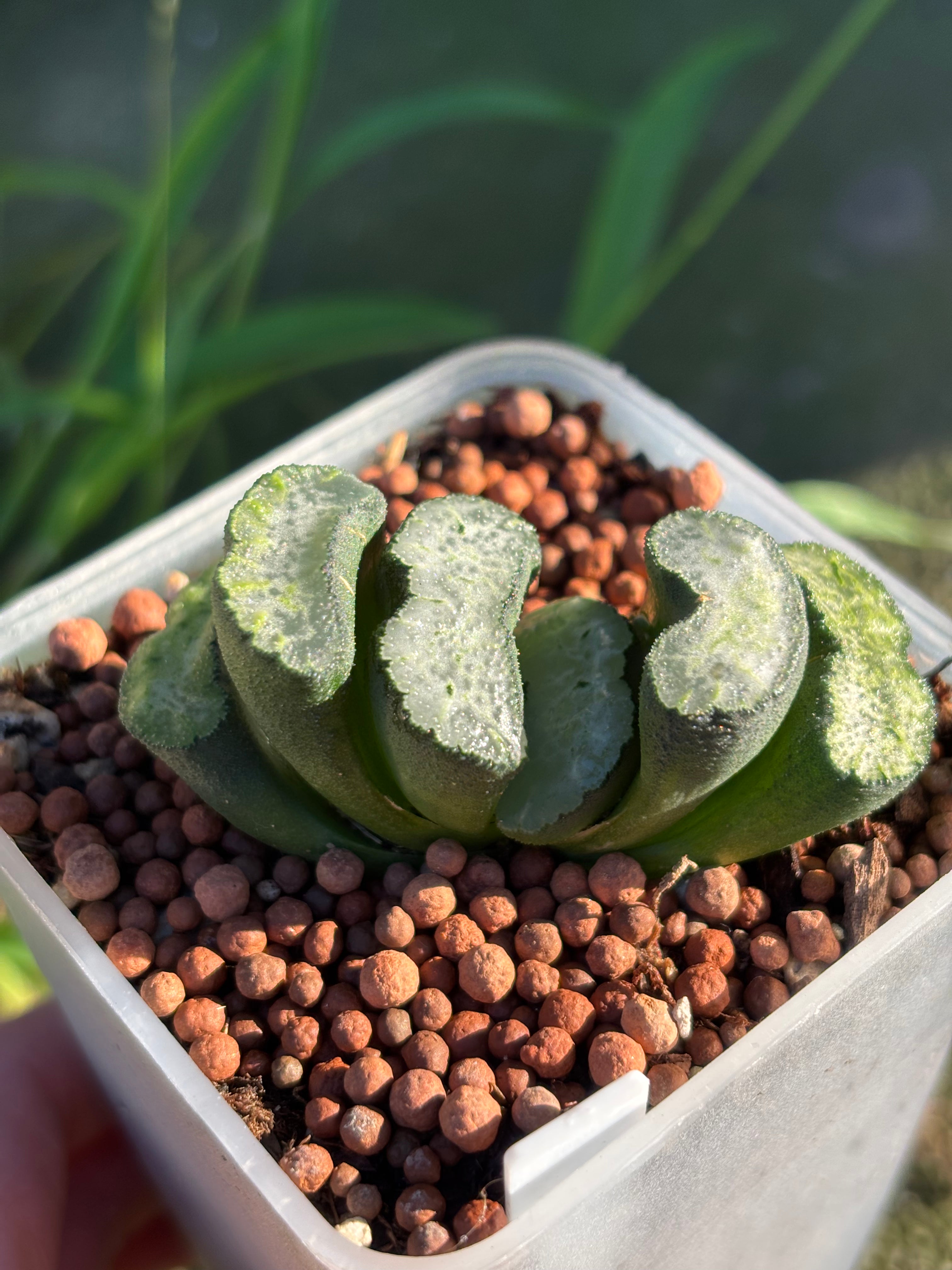 Haworthia Truncata Gu Hime