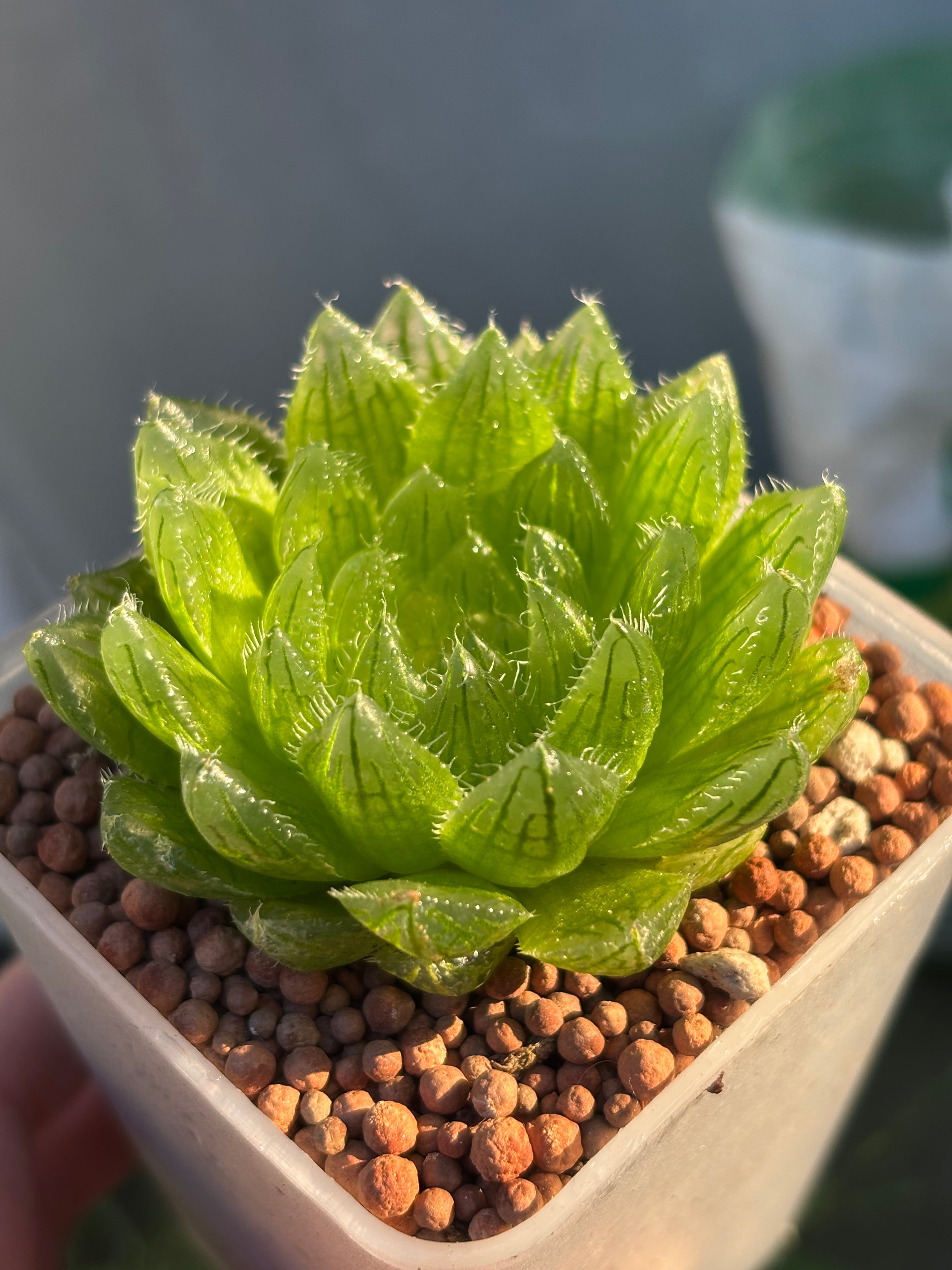 Haworthia cooperi var. picturata