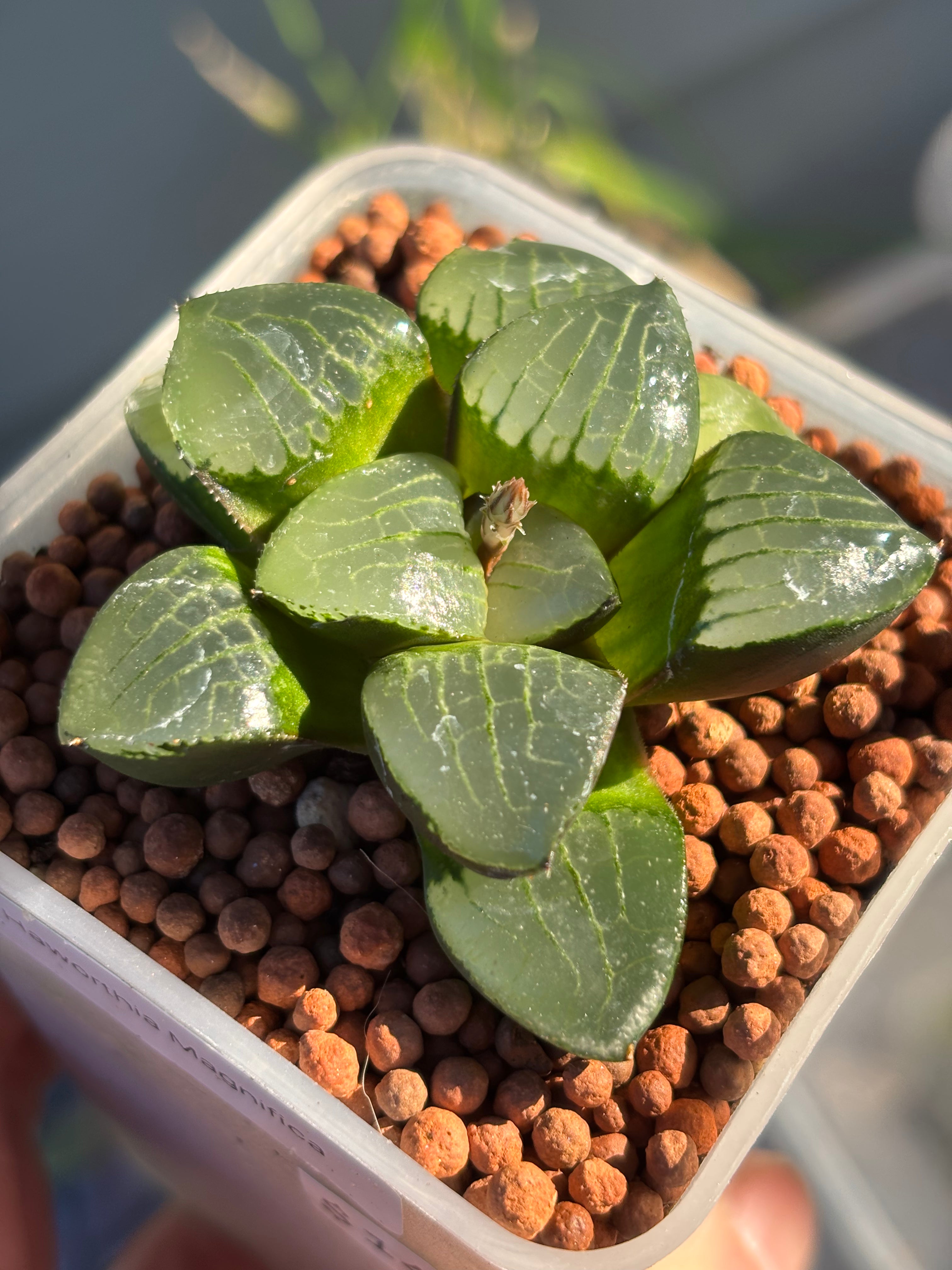 Haworthia Emlyae series (2)