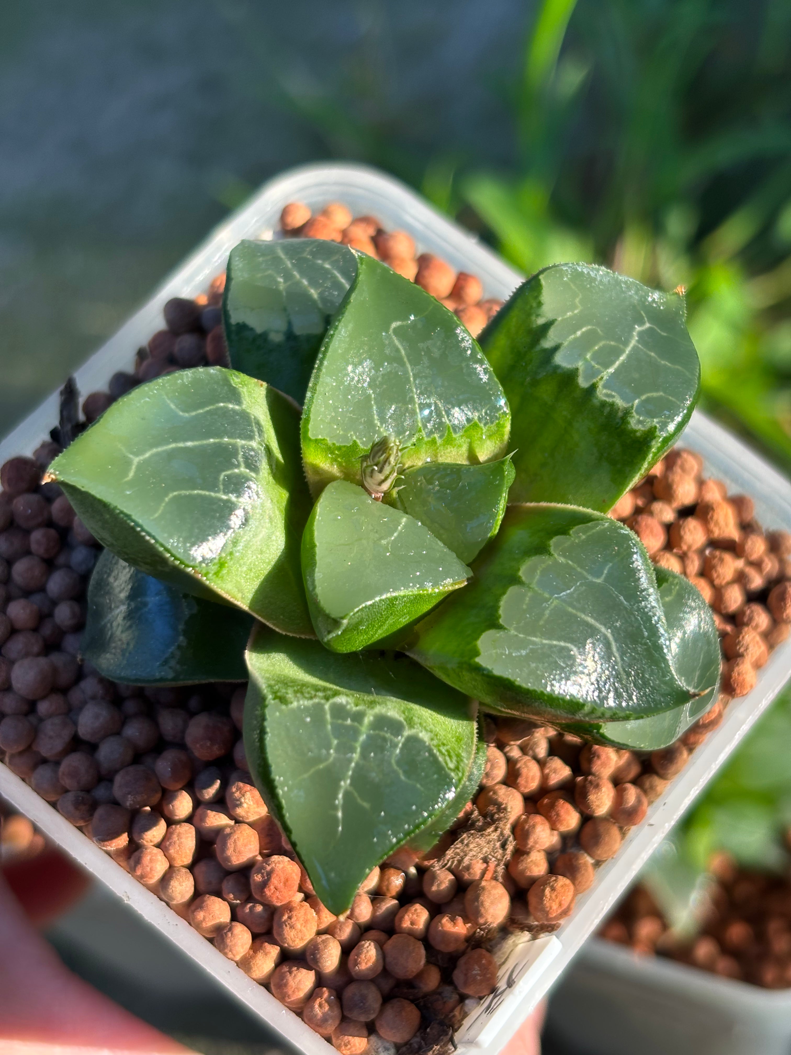 Haworthia Retusa-type