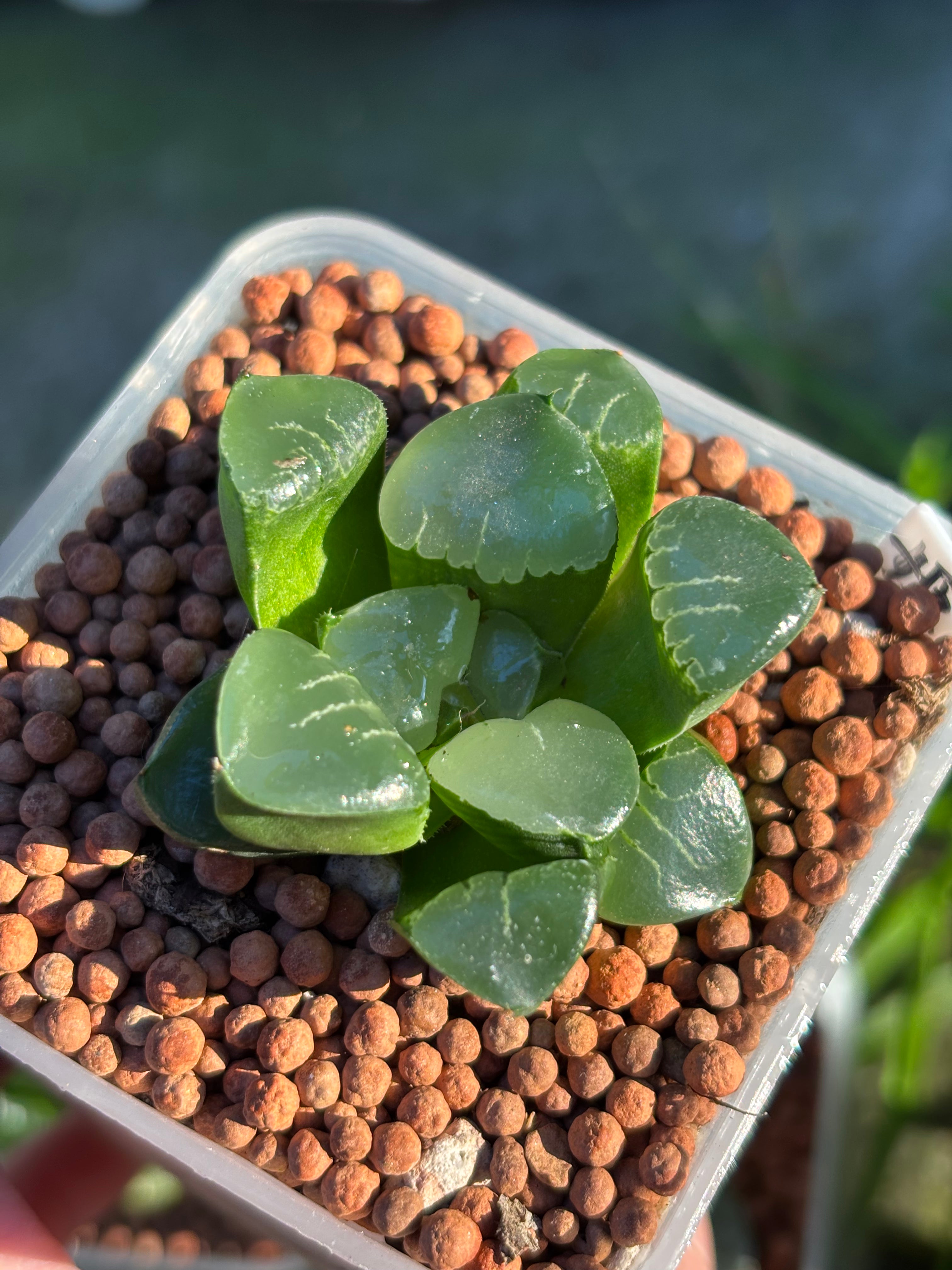 Haworthia Retusa-type