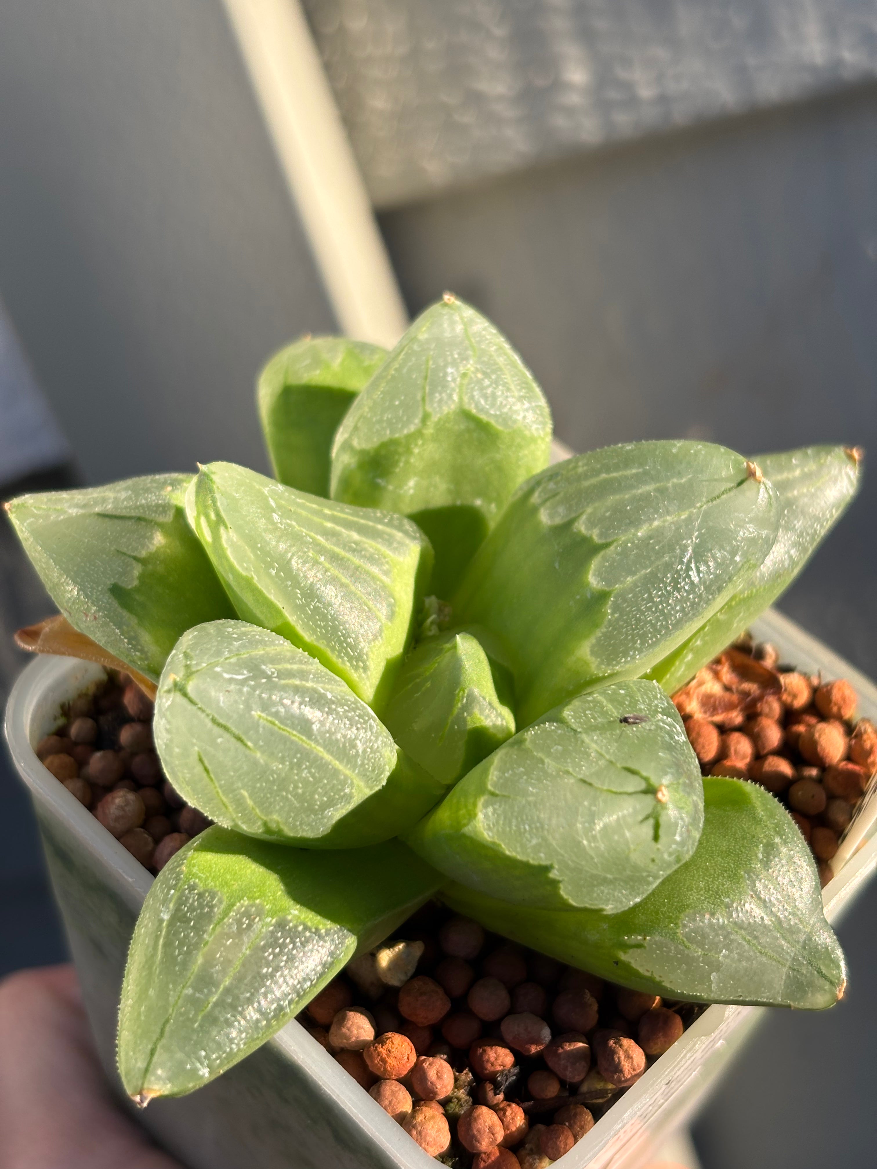 Haworthia Emlyae series (2)