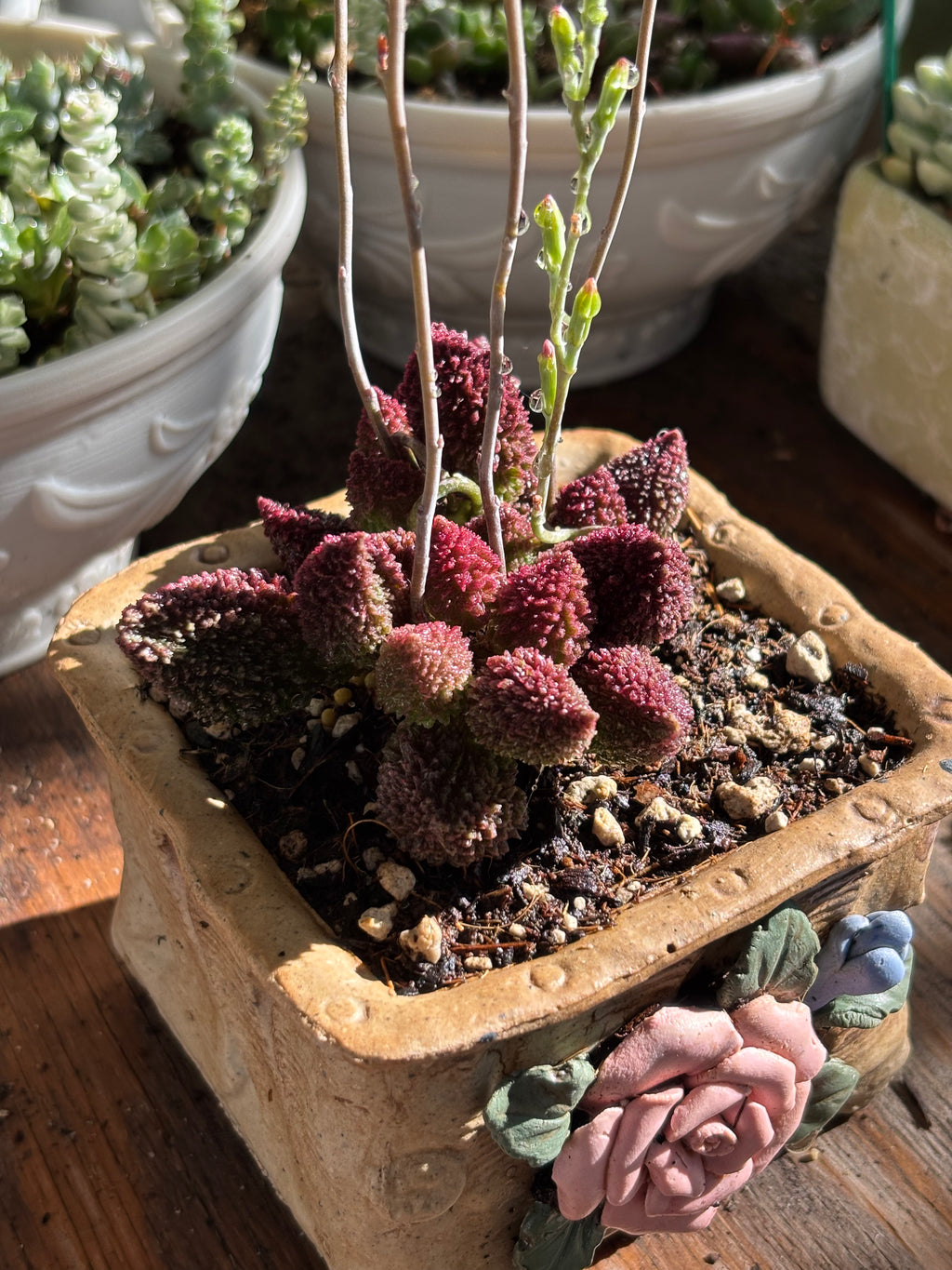 Adromischus marianae v. herrei