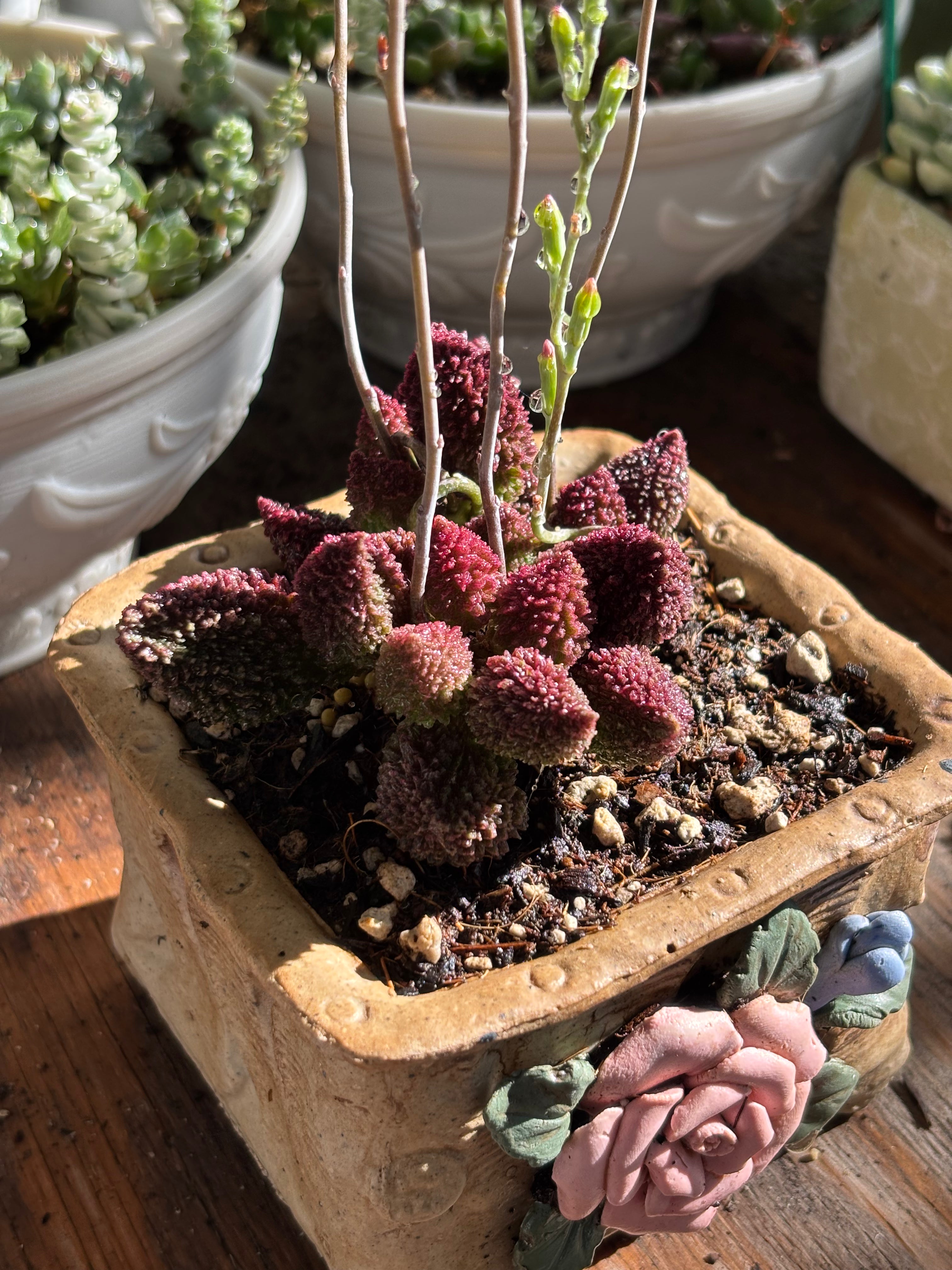 Adromischus marianae v. herrei