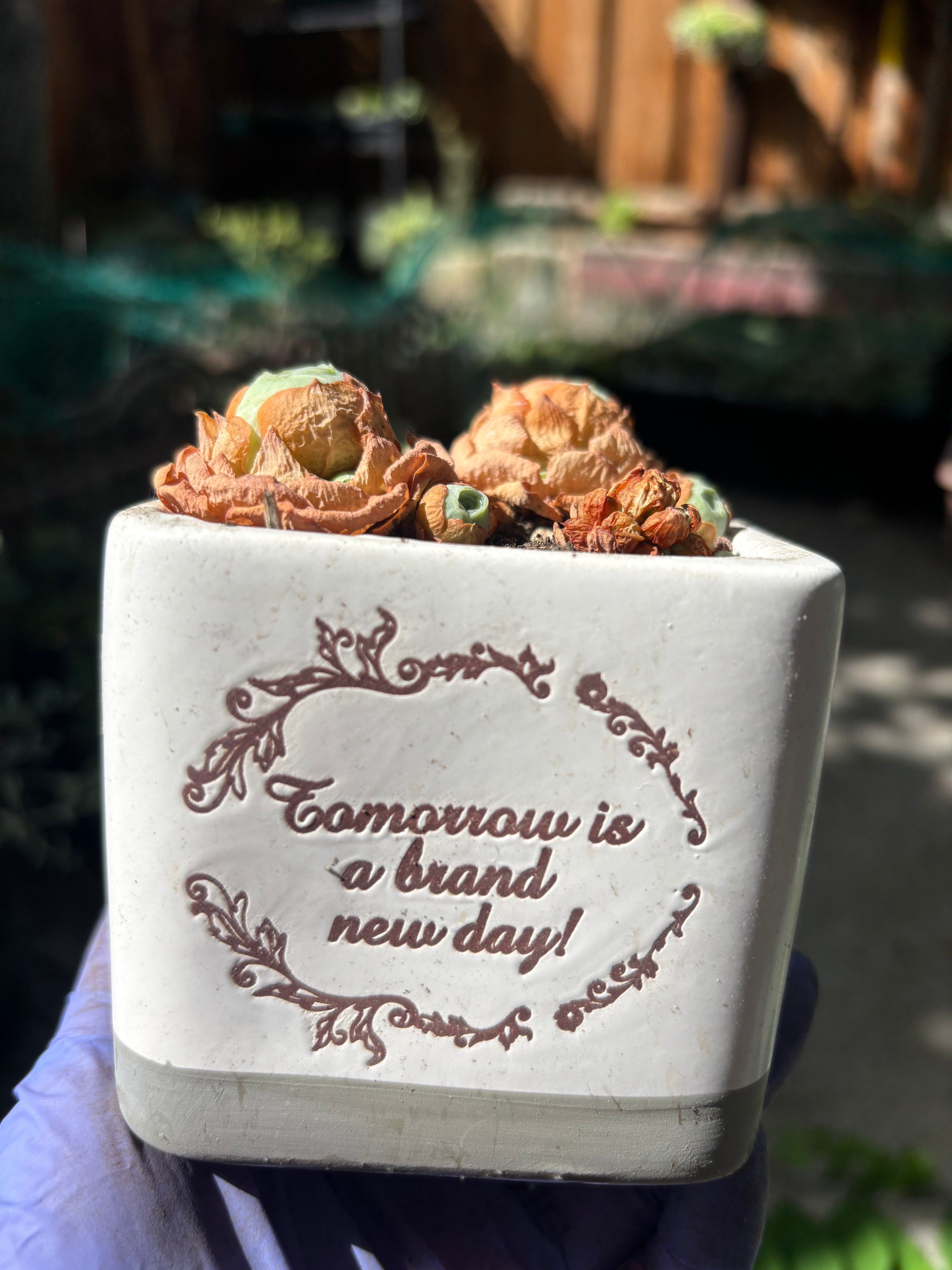 Aeonium dodrantale in white ceramic pot