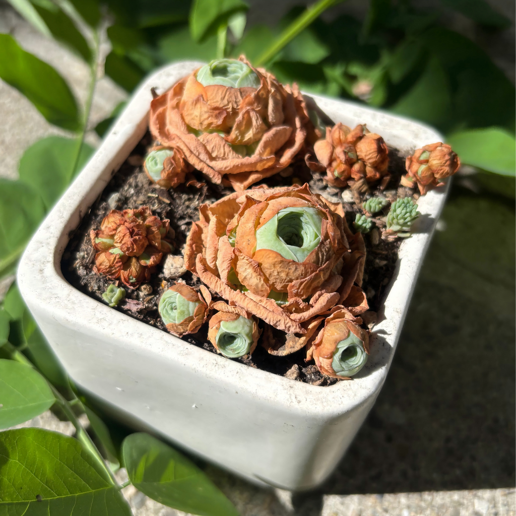 Aeonium dodrantale in white ceramic pot