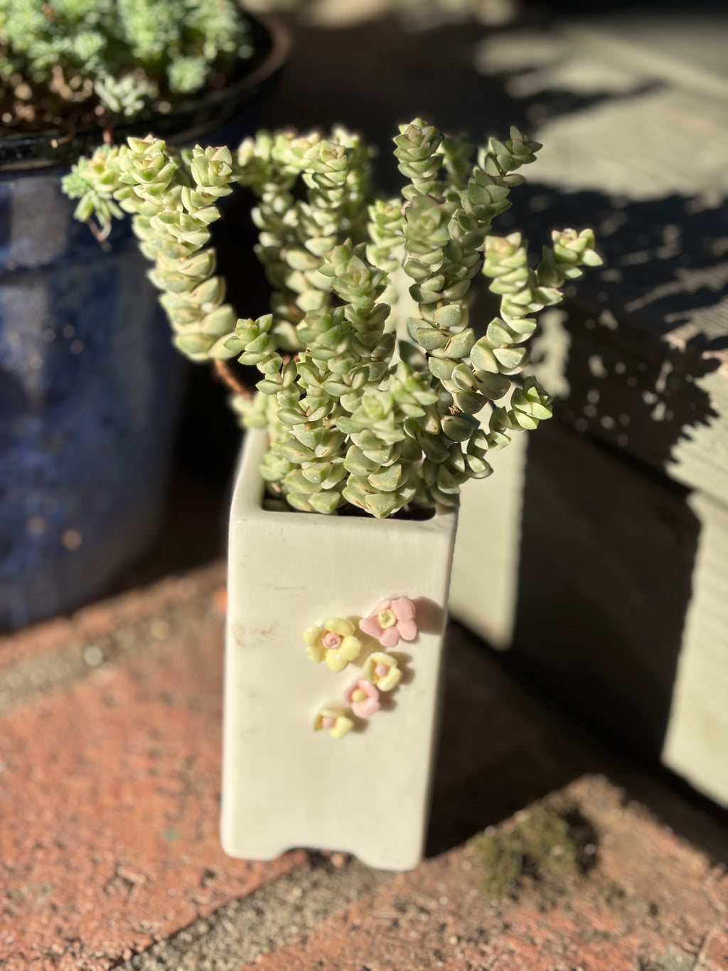 Crassula pastal variegated in flower pot