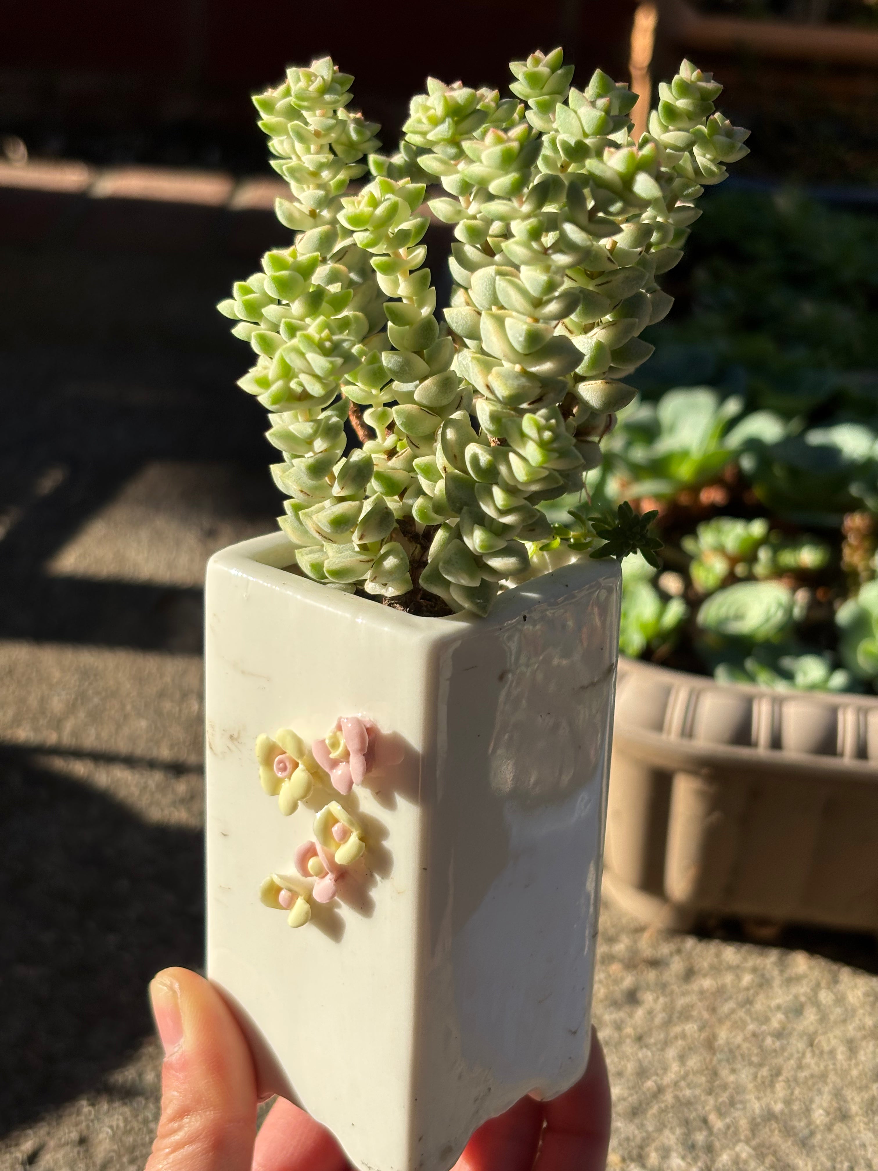 Crassula pastal variegated in flower pot