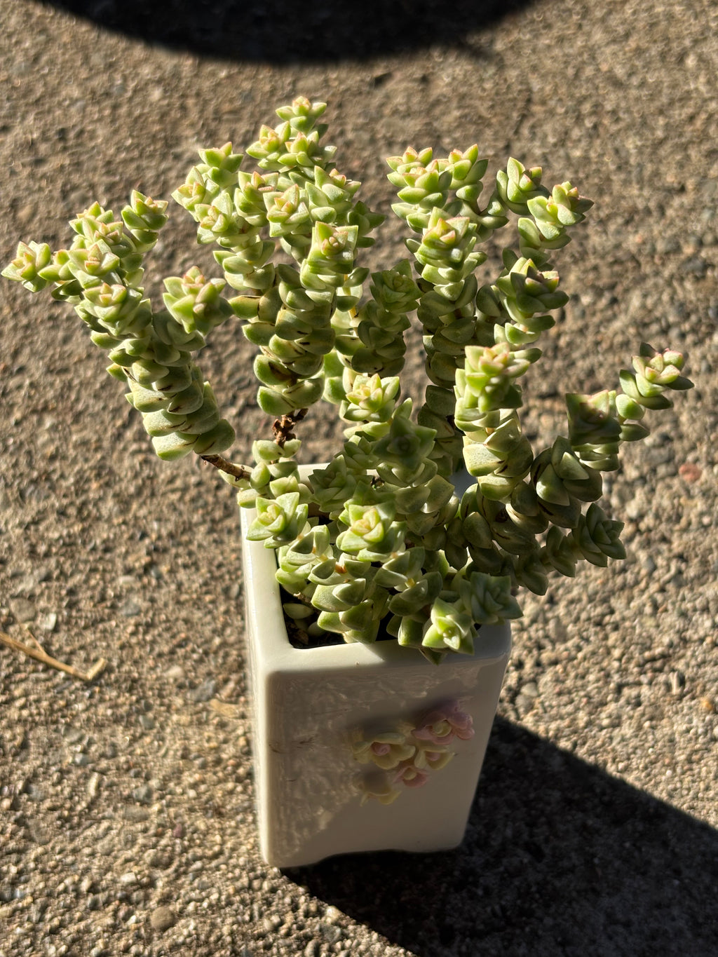 Crassula pastal variegated in flower pot