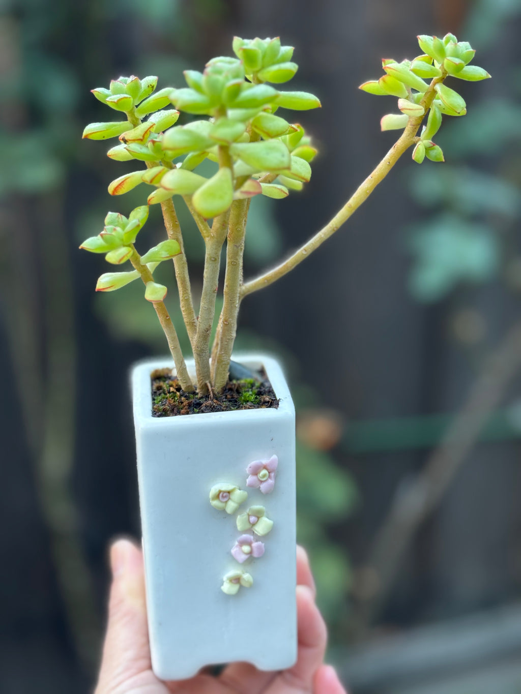 Sedeveria Supia in flower pot