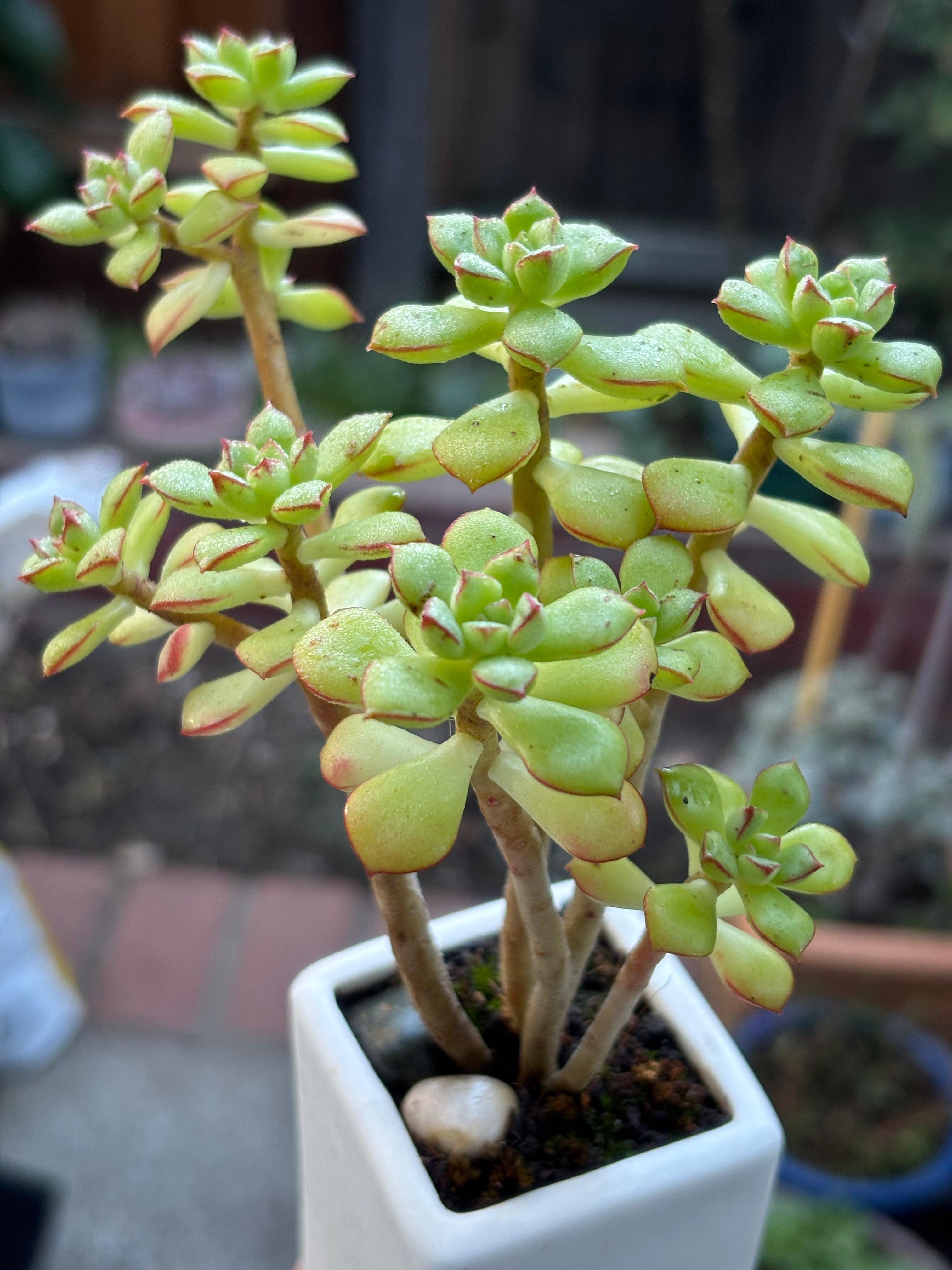 Sedeveria Supia in flower pot