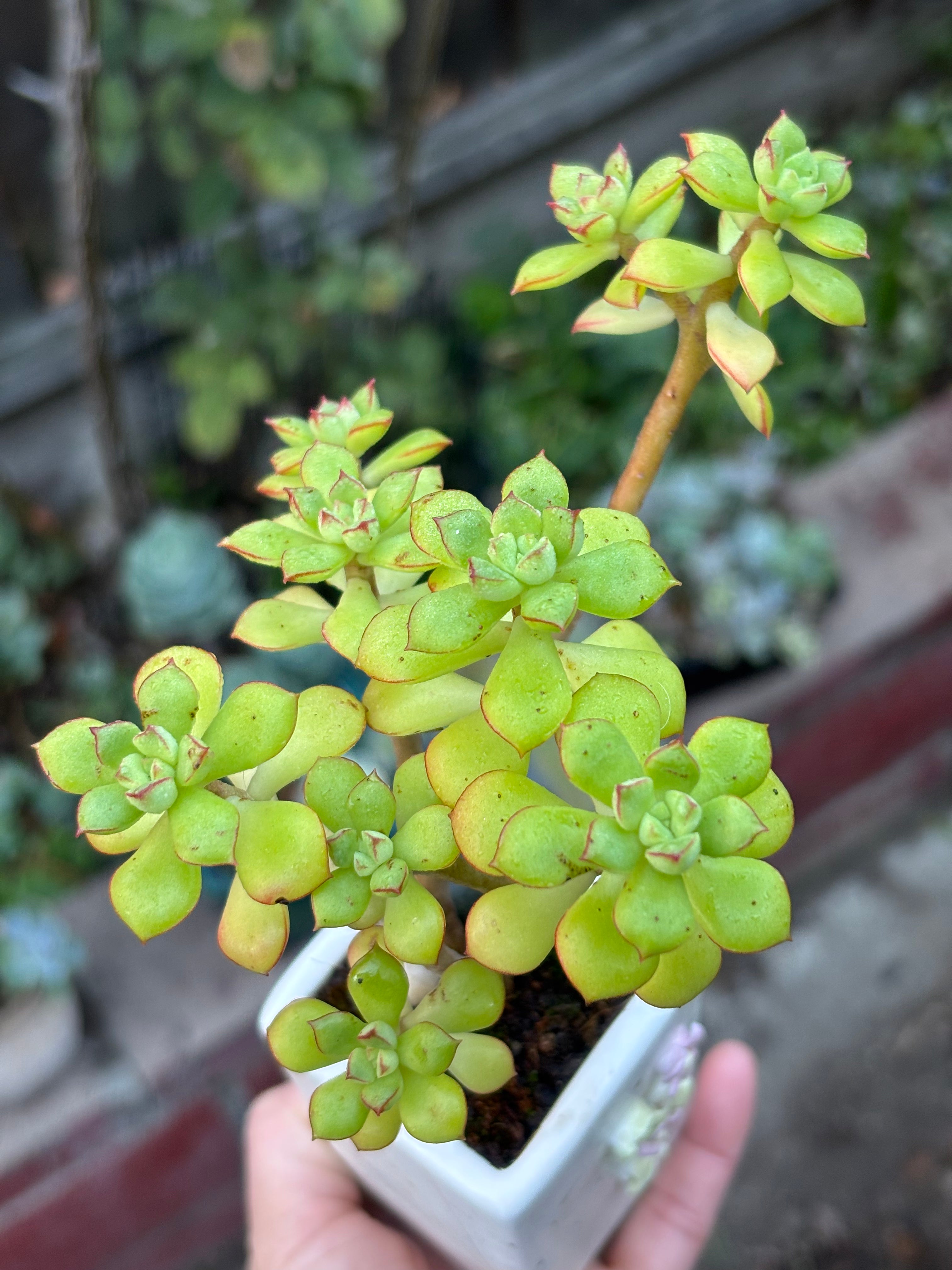 Sedeveria Supia in flower pot