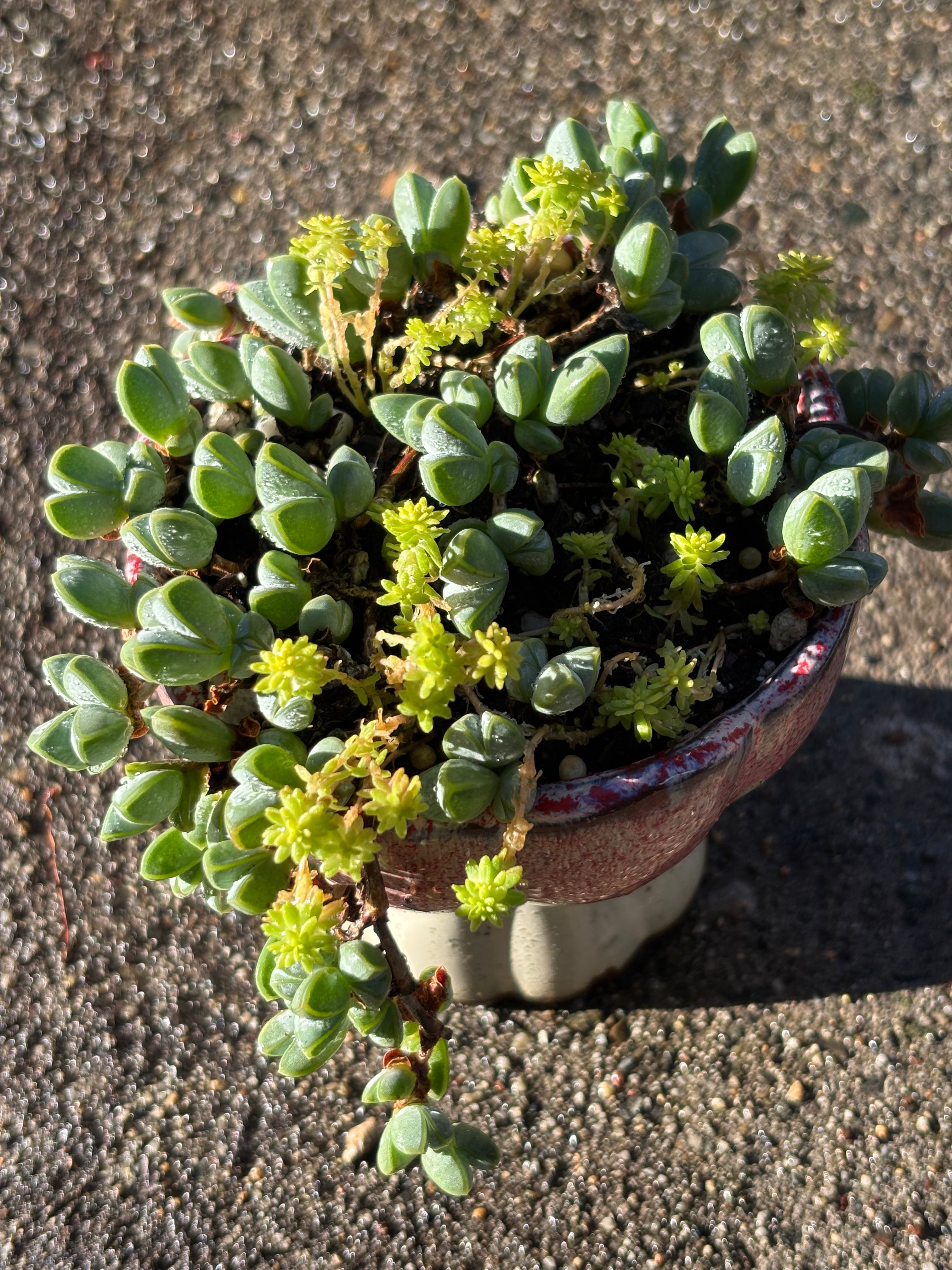 Braunsia maximiliani in lotus pot