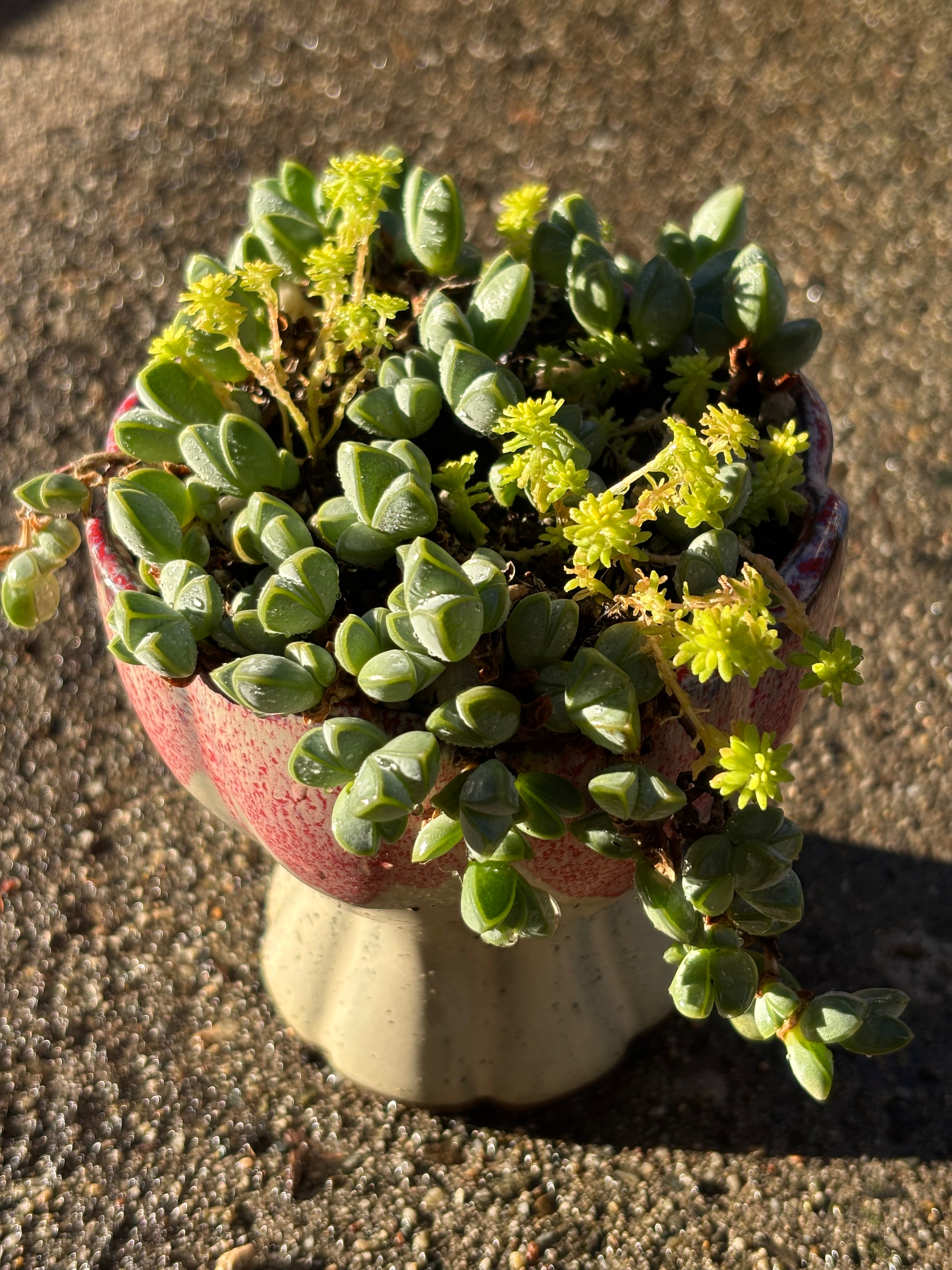 Braunsia maximiliani in lotus pot