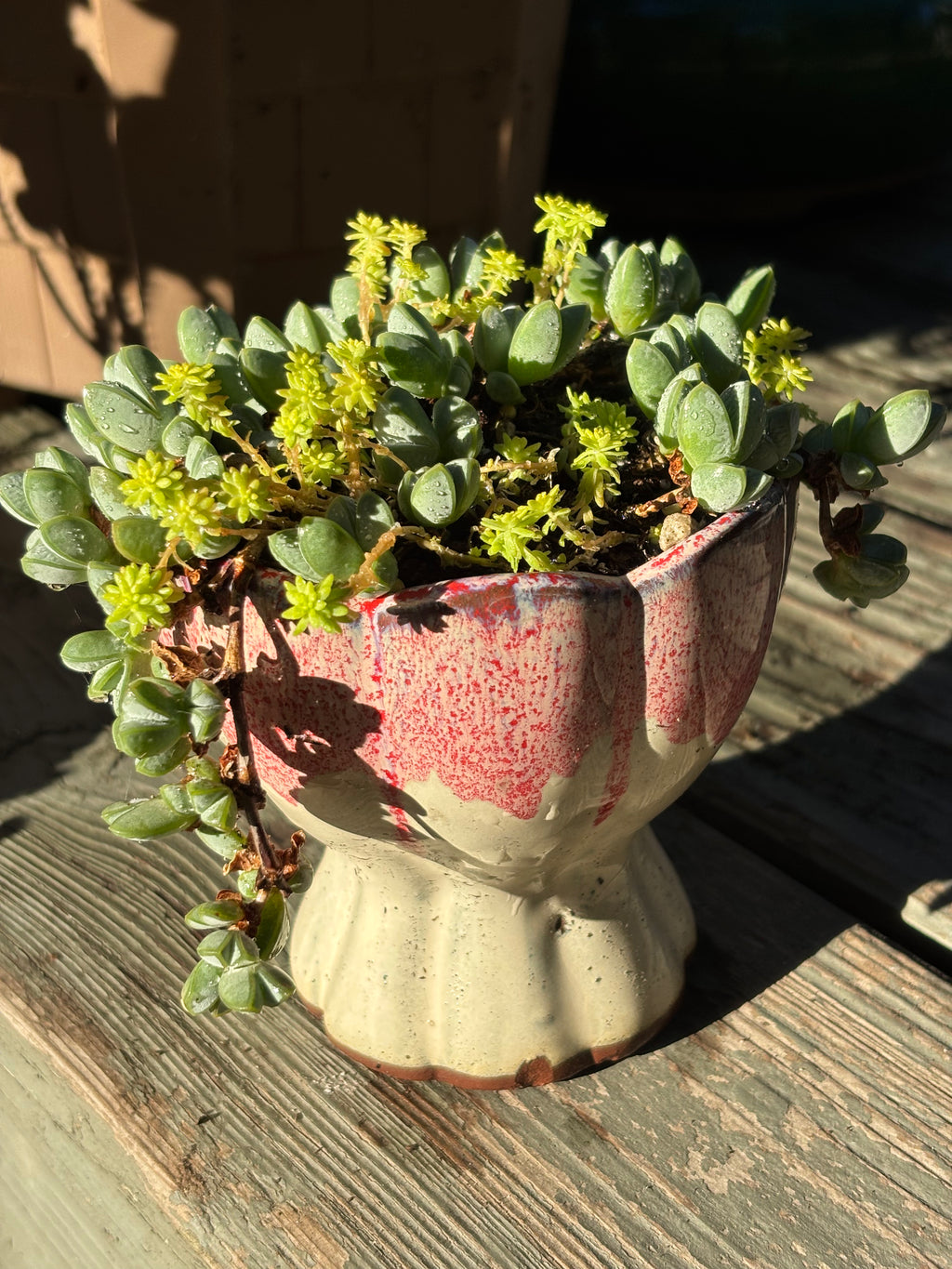 Braunsia maximiliani in lotus pot