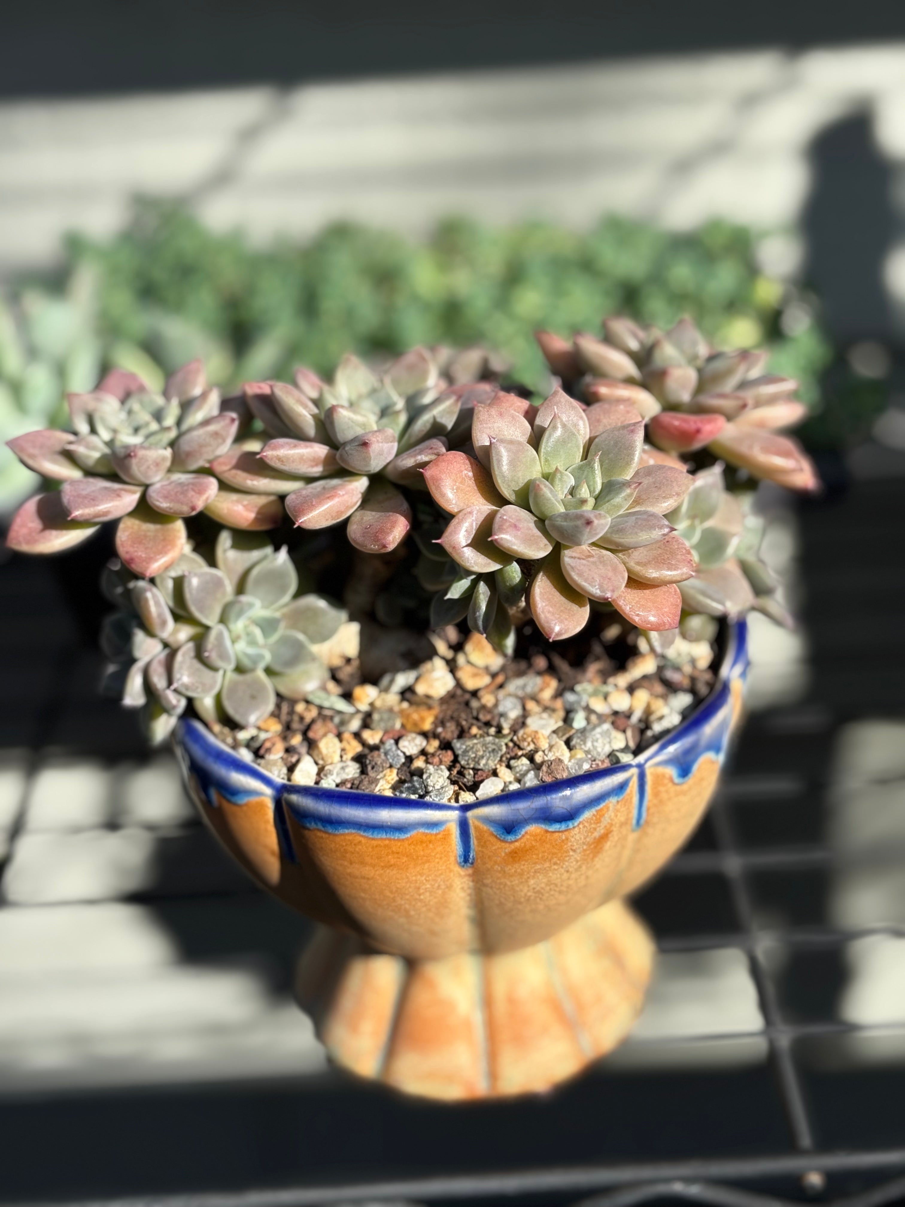 Graptoveria ‘hermes’ in lotus pot