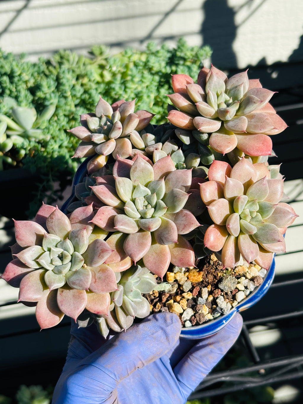 Graptoveria ‘hermes’ in lotus pot