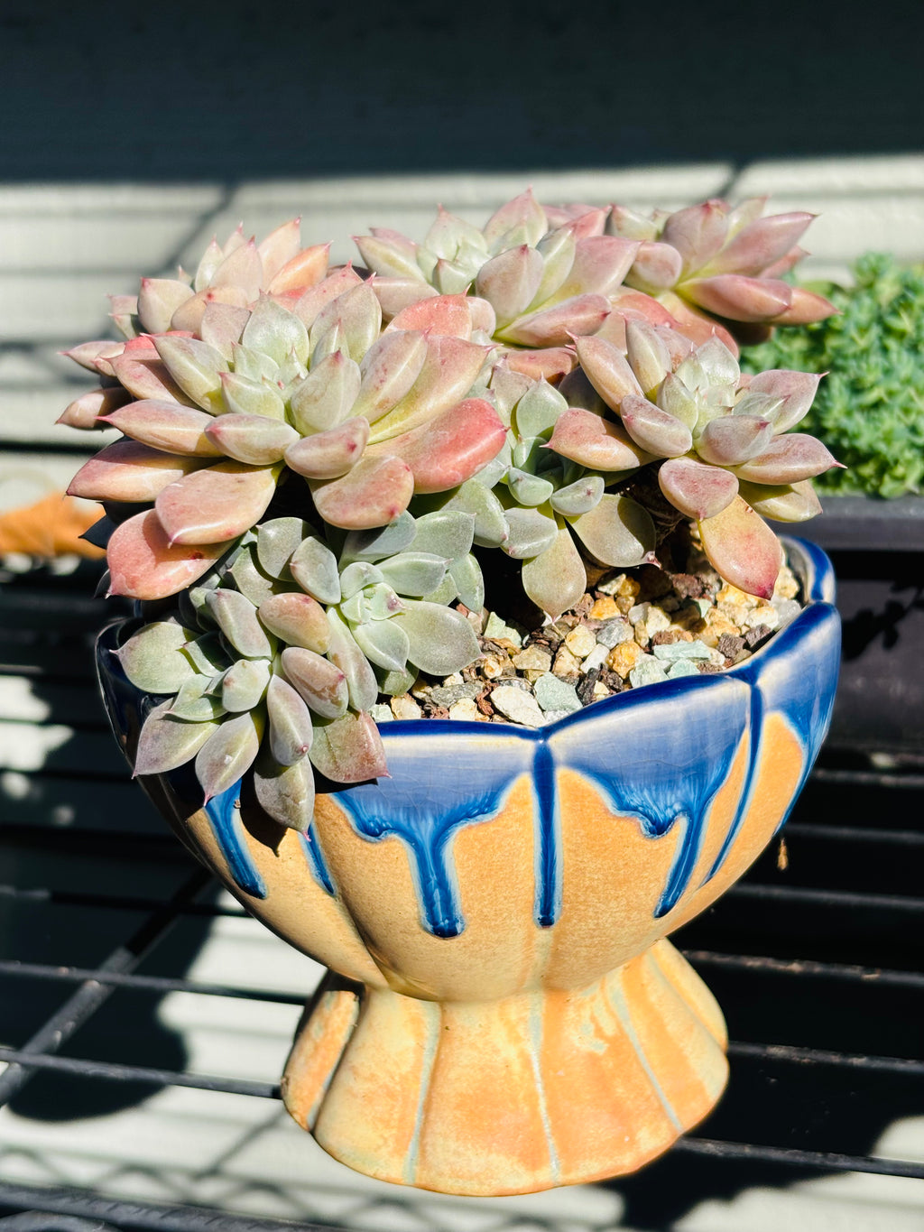 Graptoveria ‘hermes’ in lotus pot