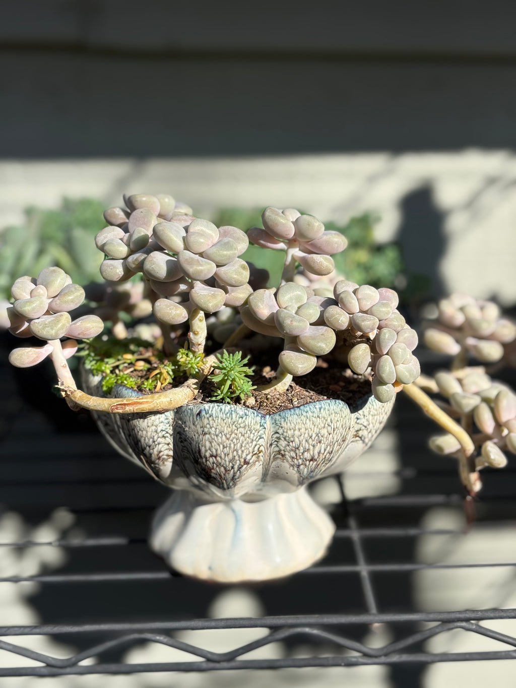 Graptopetalum 'Ellen' in lotus pot