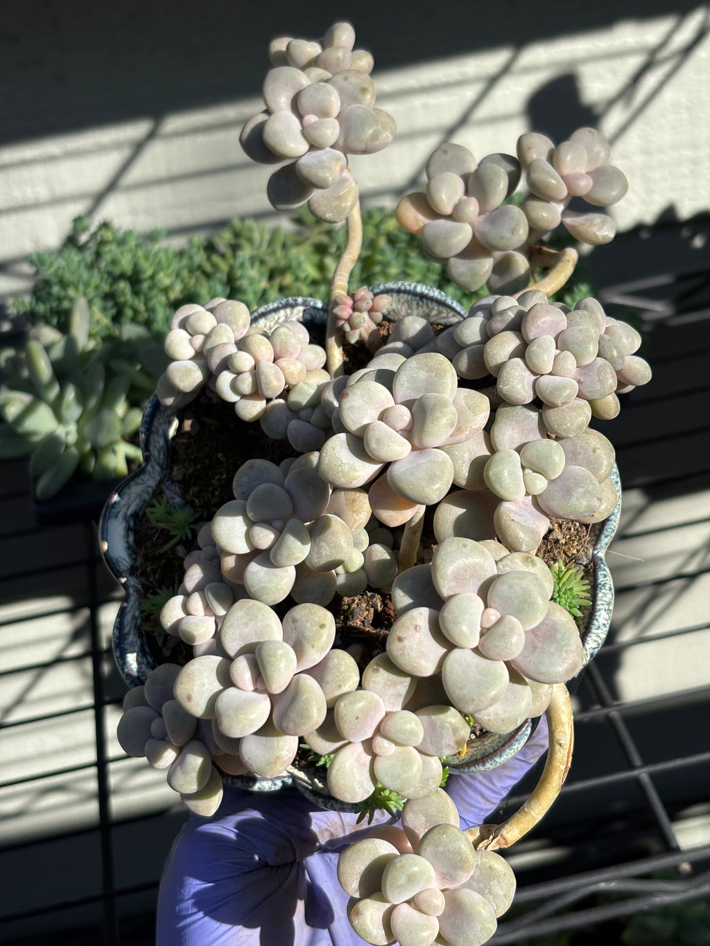 Graptopetalum 'Ellen' in lotus pot