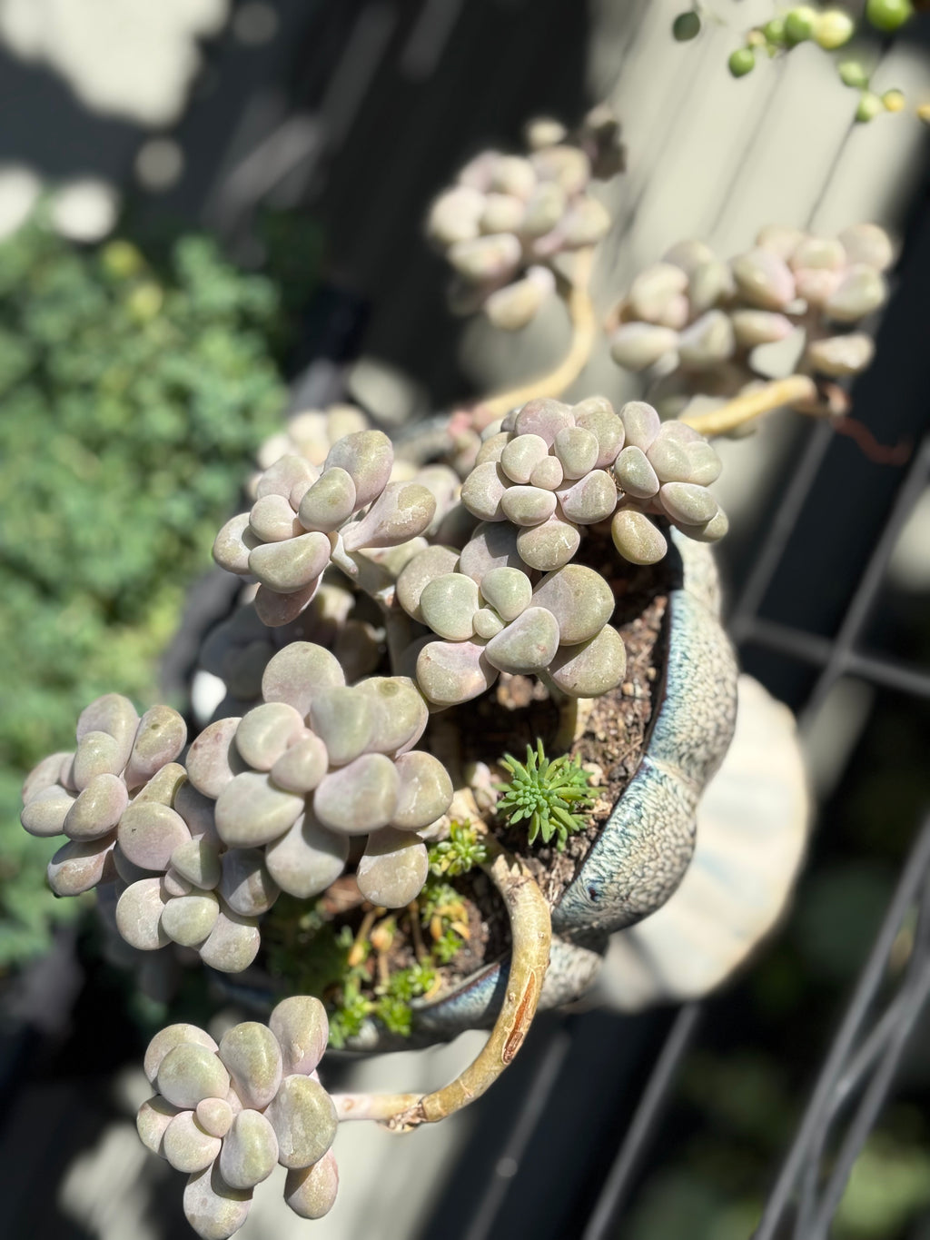 Graptopetalum 'Ellen' in lotus pot