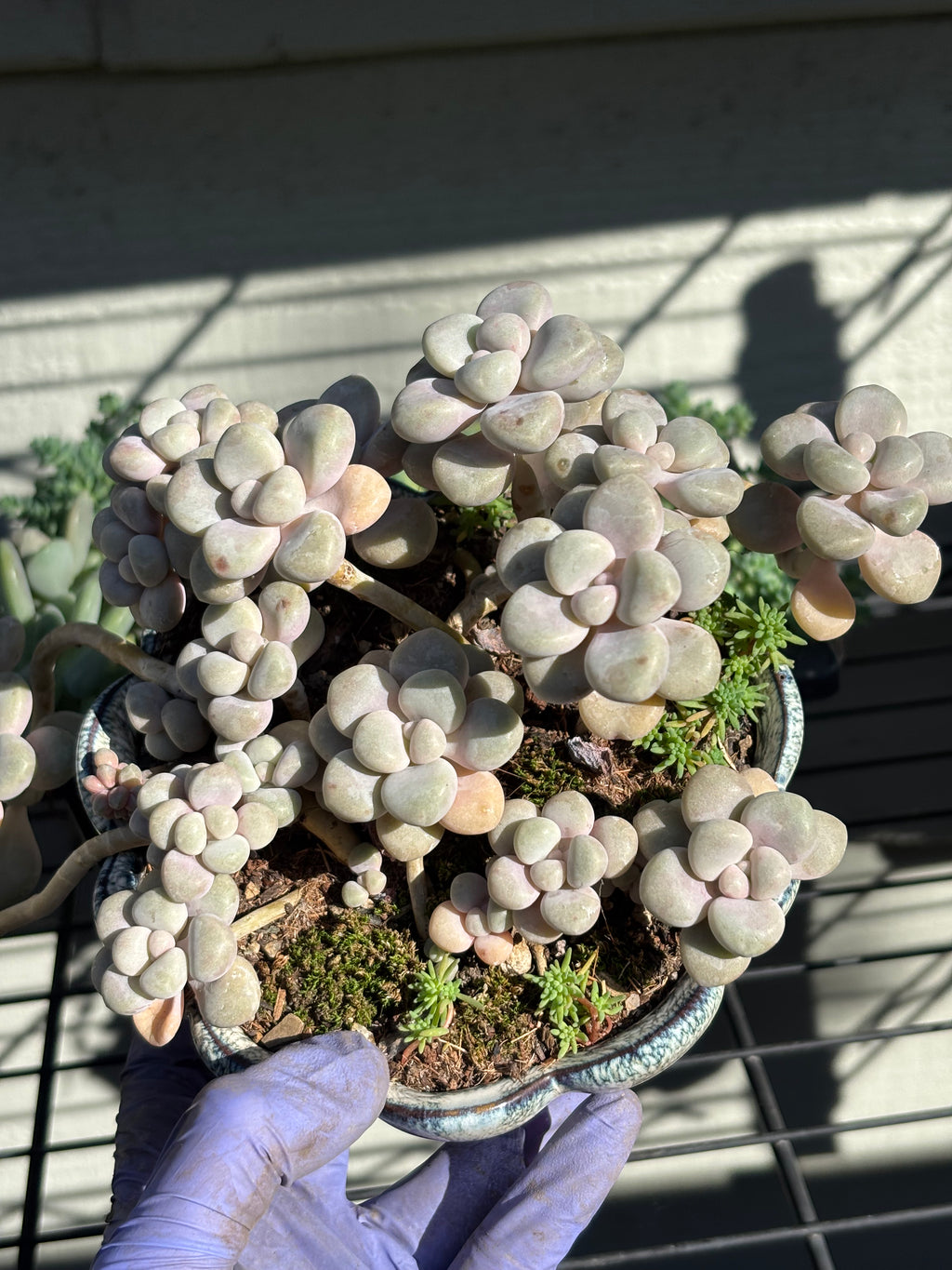 Graptopetalum 'Ellen' in lotus pot
