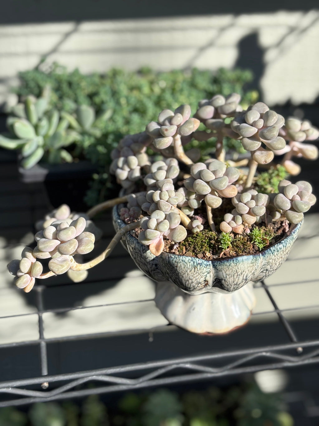 Graptopetalum 'Ellen' in lotus pot