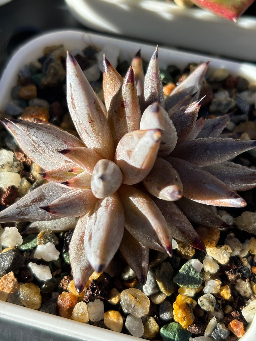 Echeveria unguiculata