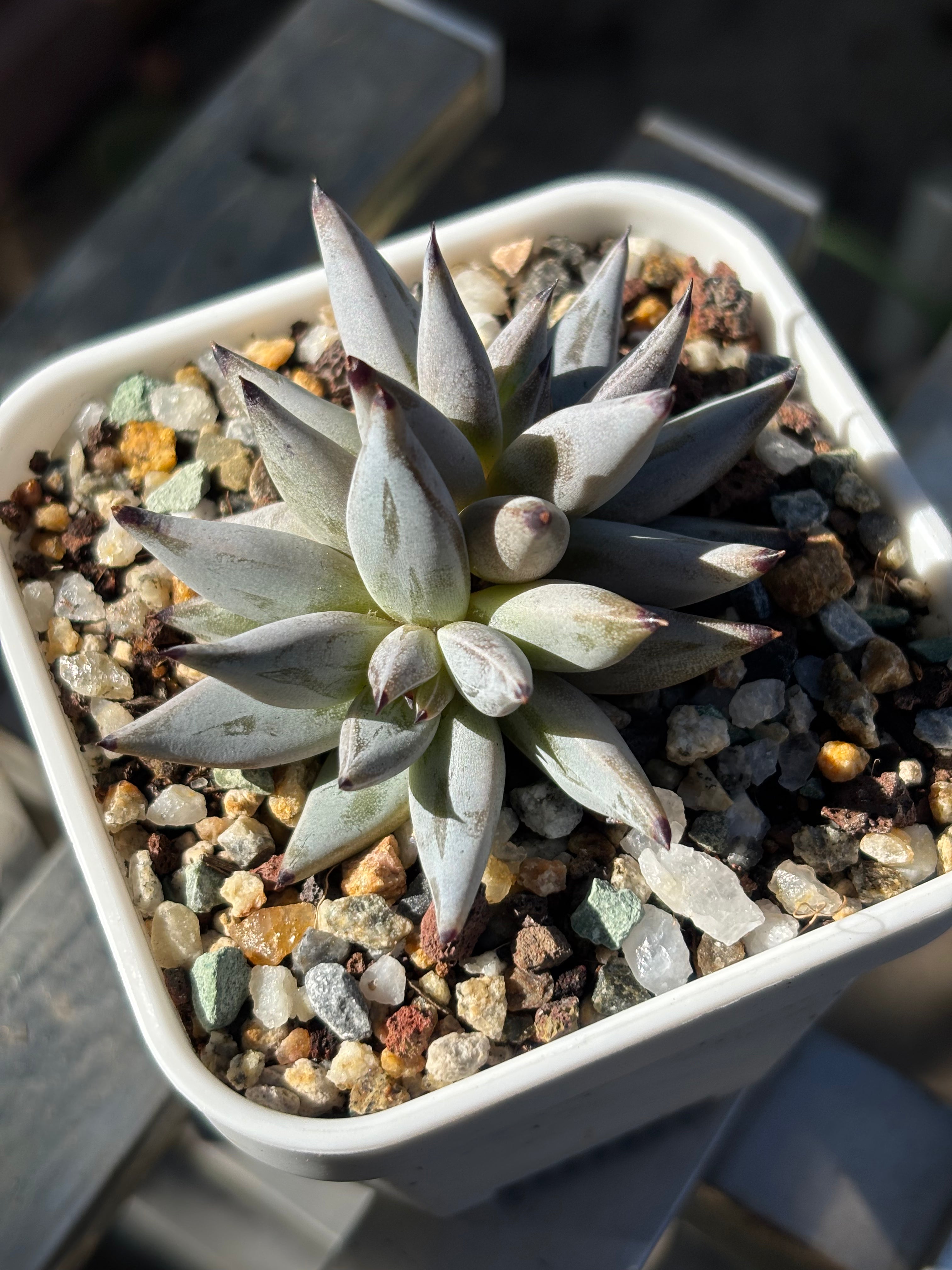 Echeveria unguiculata