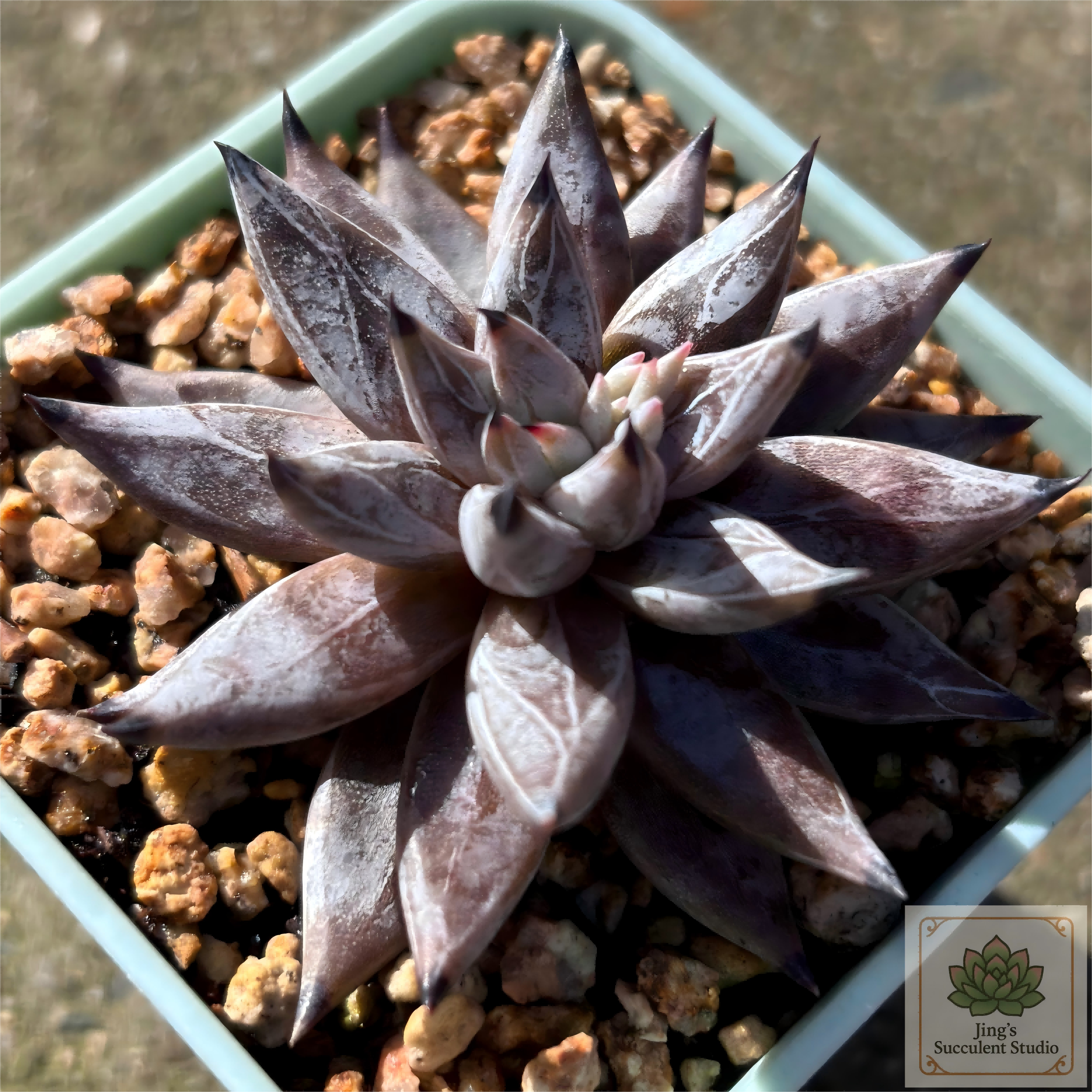 Echeveria unguiculata