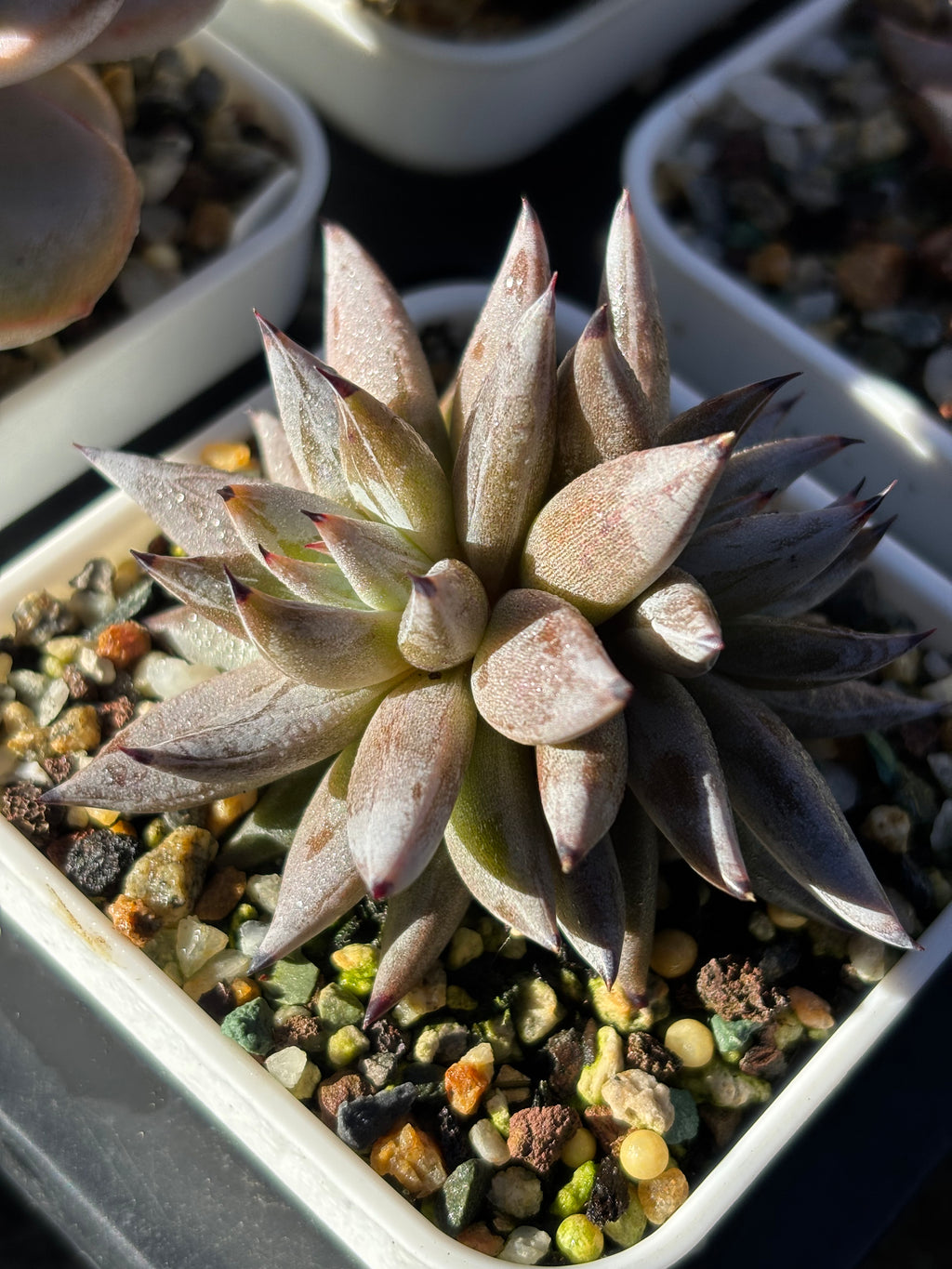 Echeveria unguiculata