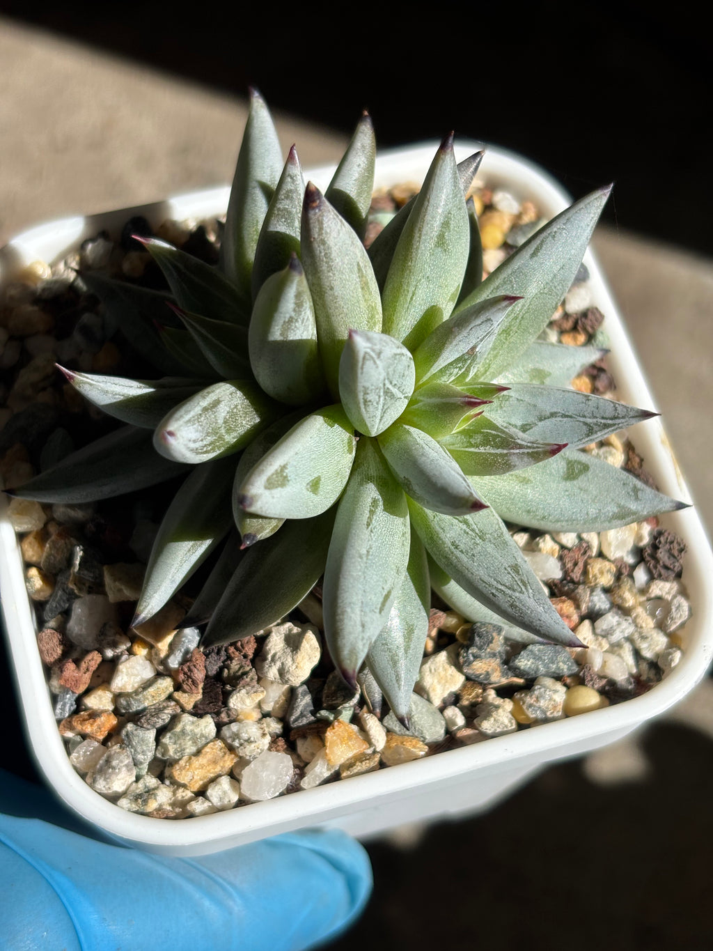 Echeveria unguiculata