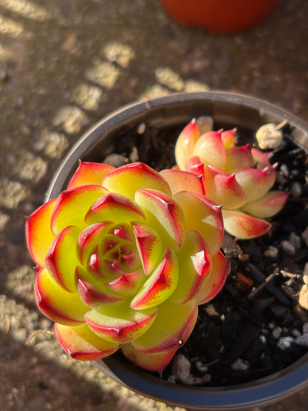 Echeveria 'Moon Stone'