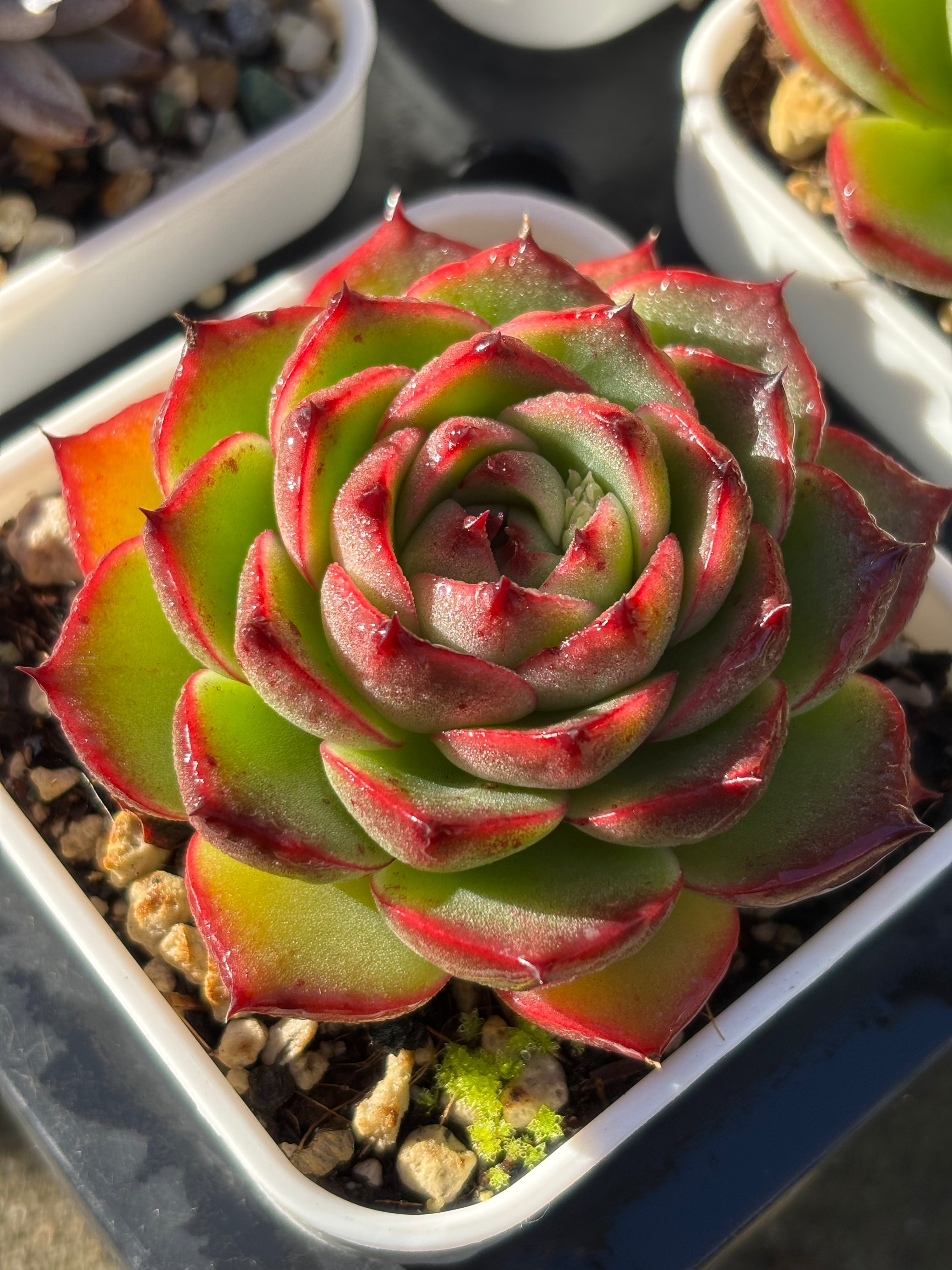 Echeveria 'Moon Stone'