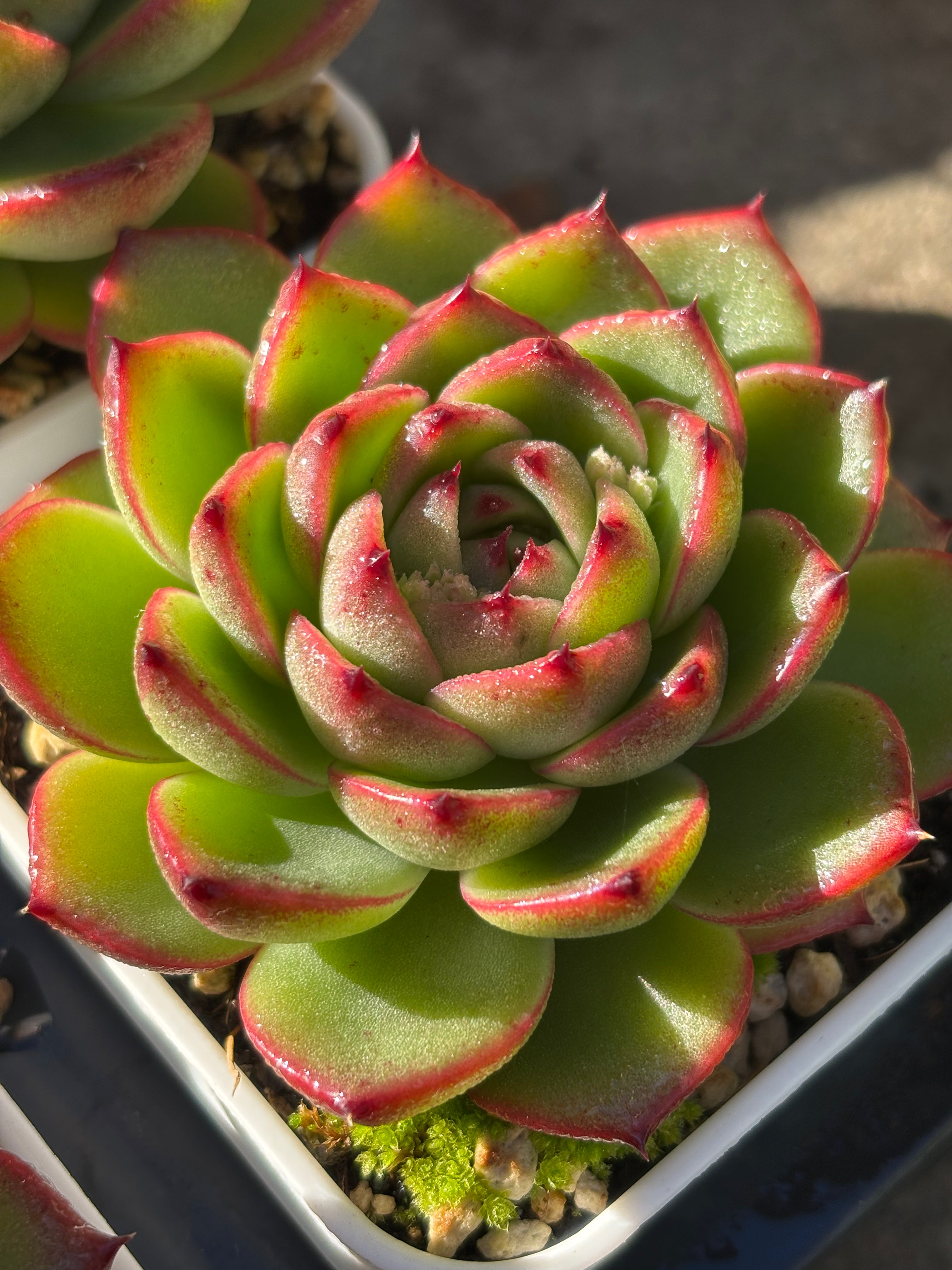 Echeveria 'Moon Stone'