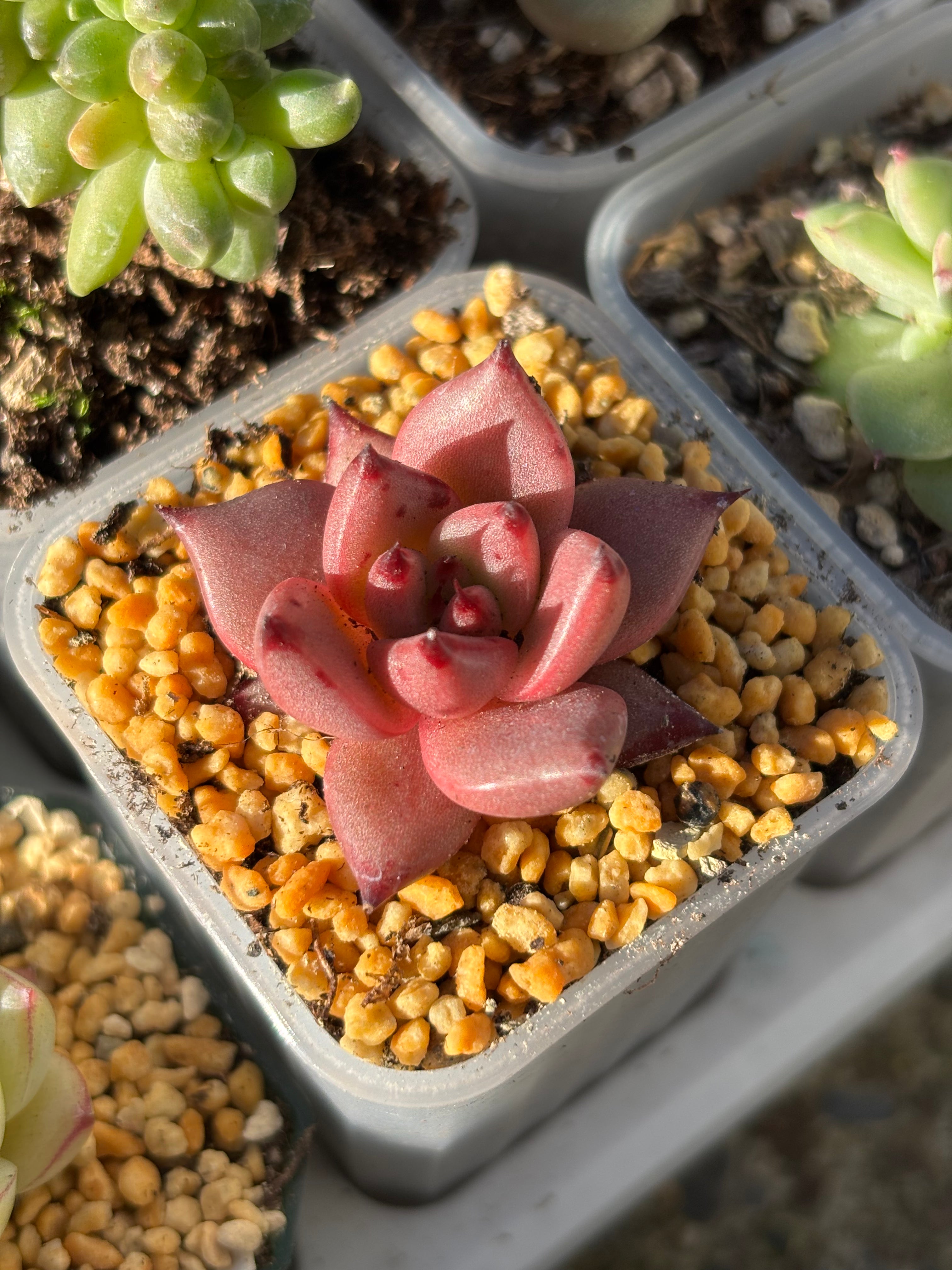 Echeveria agavoides ‘Romeo’