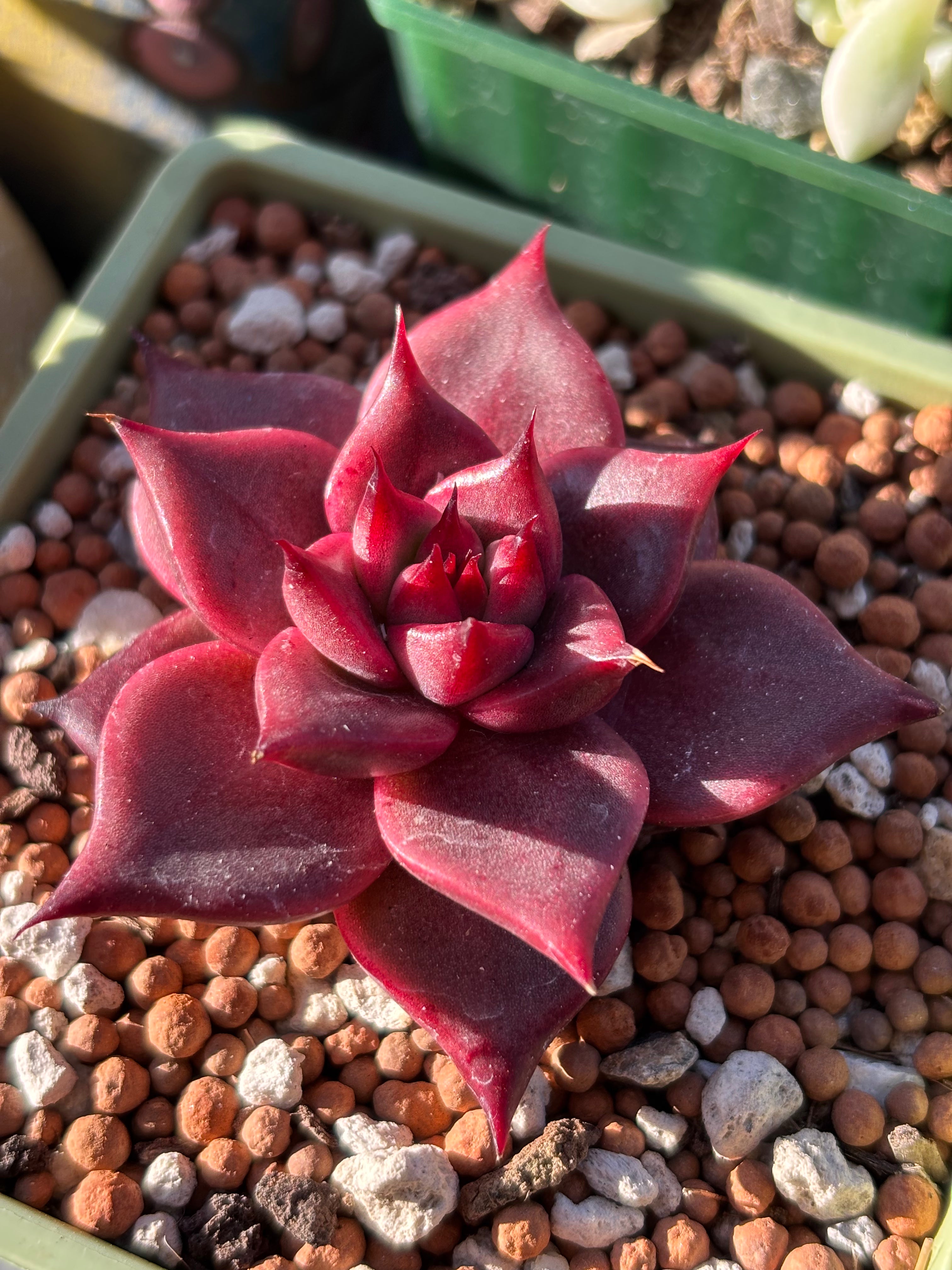 Echeveria agavoides ‘Romeo’