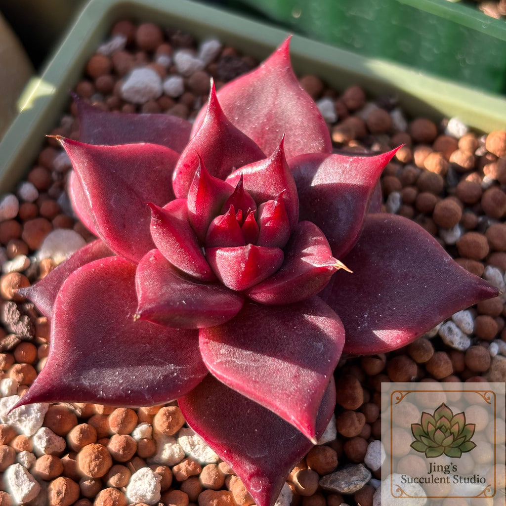 Echeveria agavoides ‘Romeo’