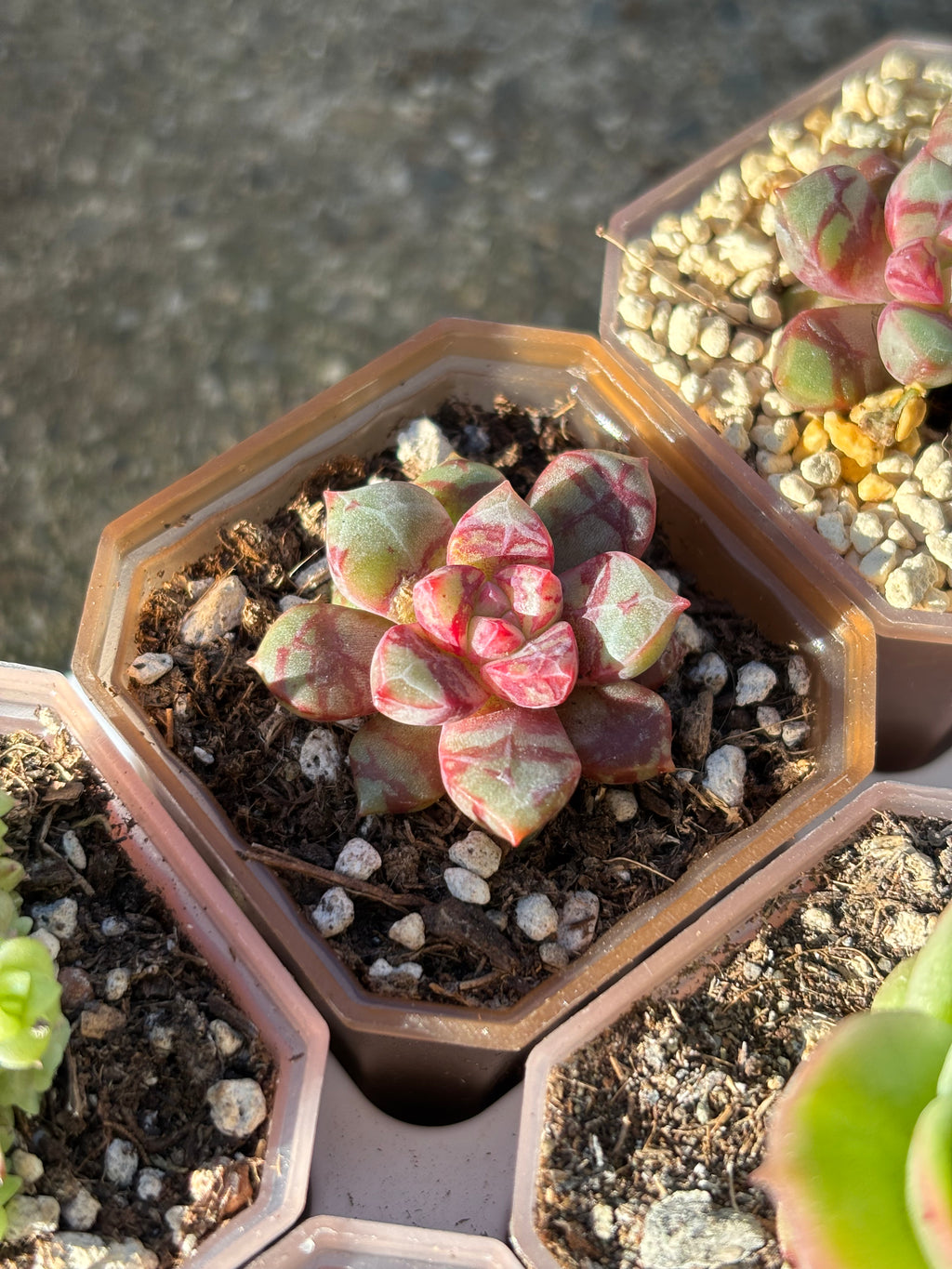 Echeveria ‘Echo’