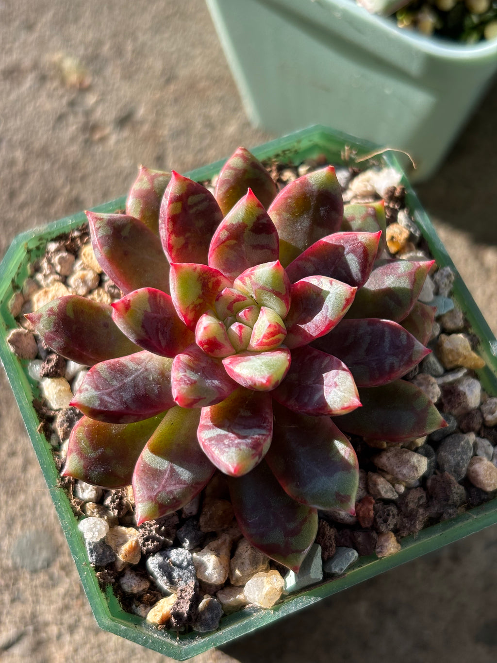 Echeveria ‘Echo’
