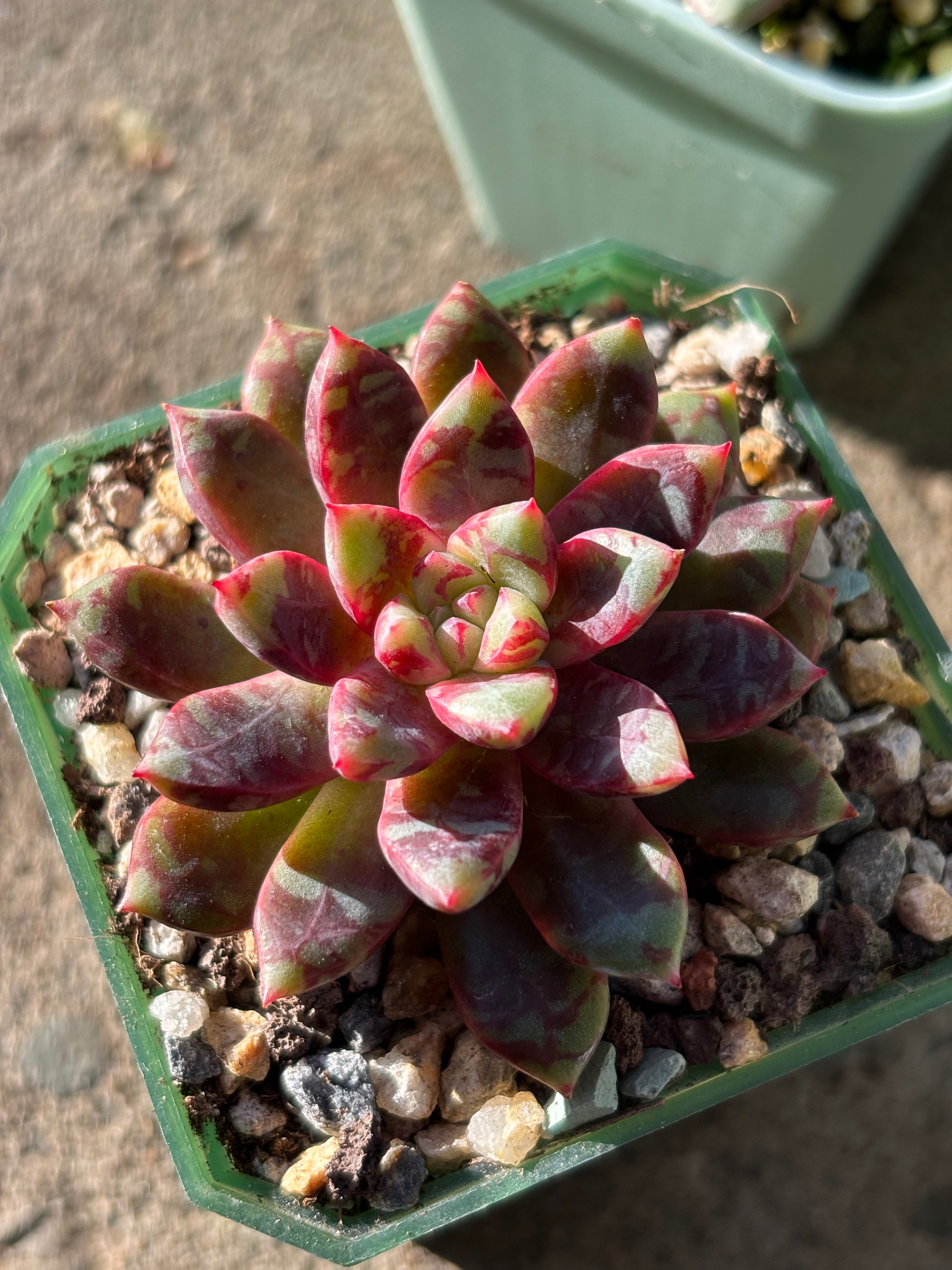 Echeveria ‘Echo’