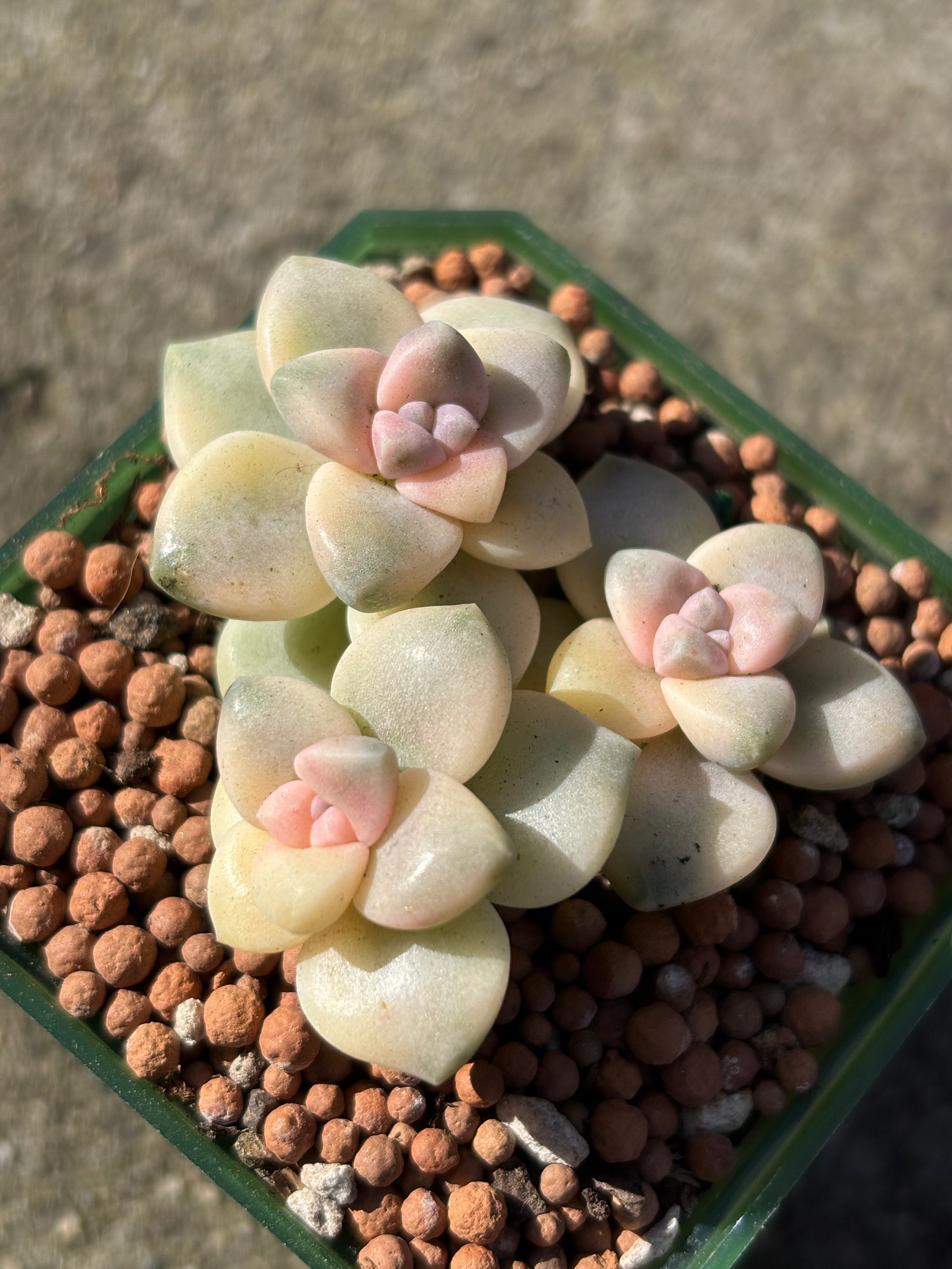 Grapto. paraguayense bernalense variegata