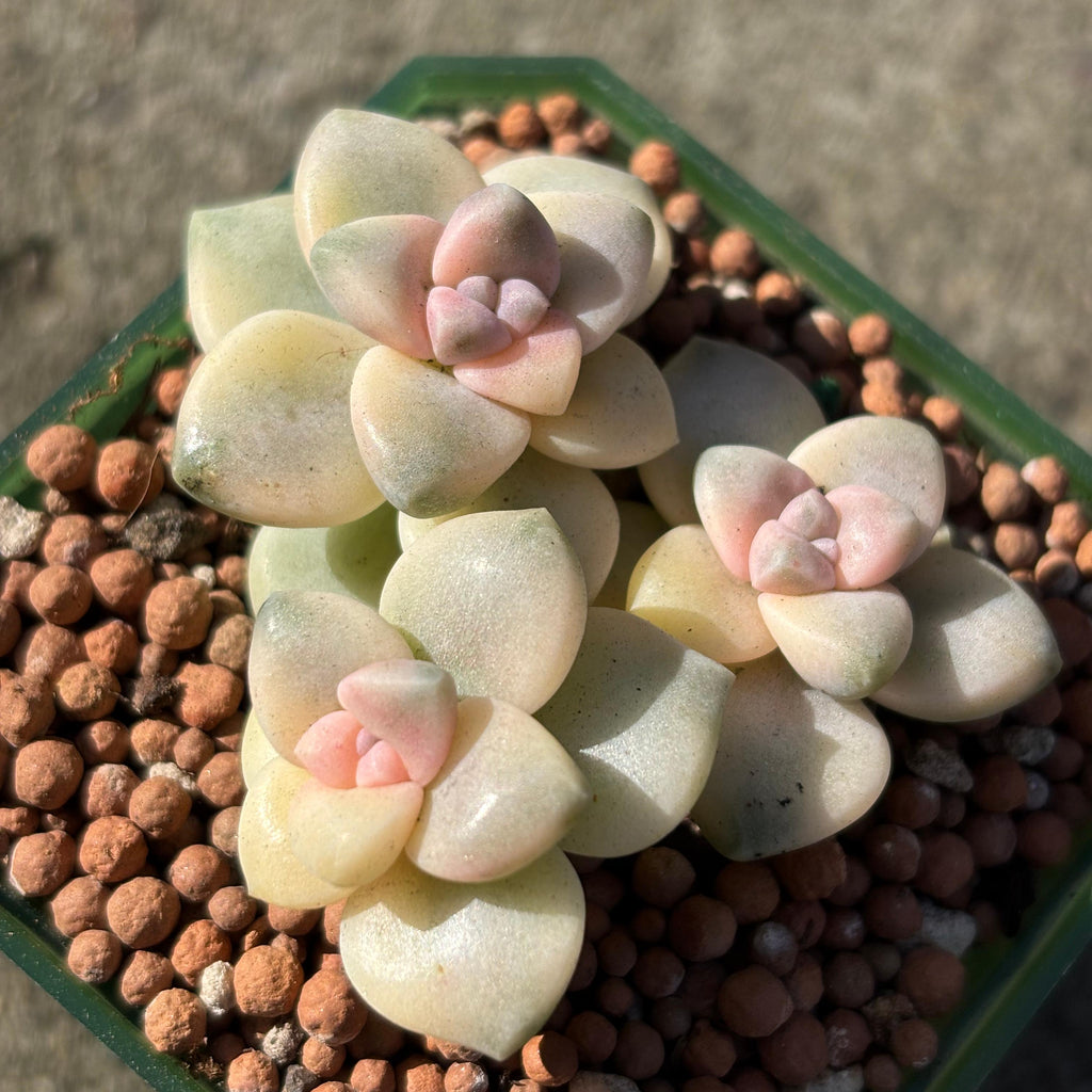 Grapto. paraguayense bernalense variegata